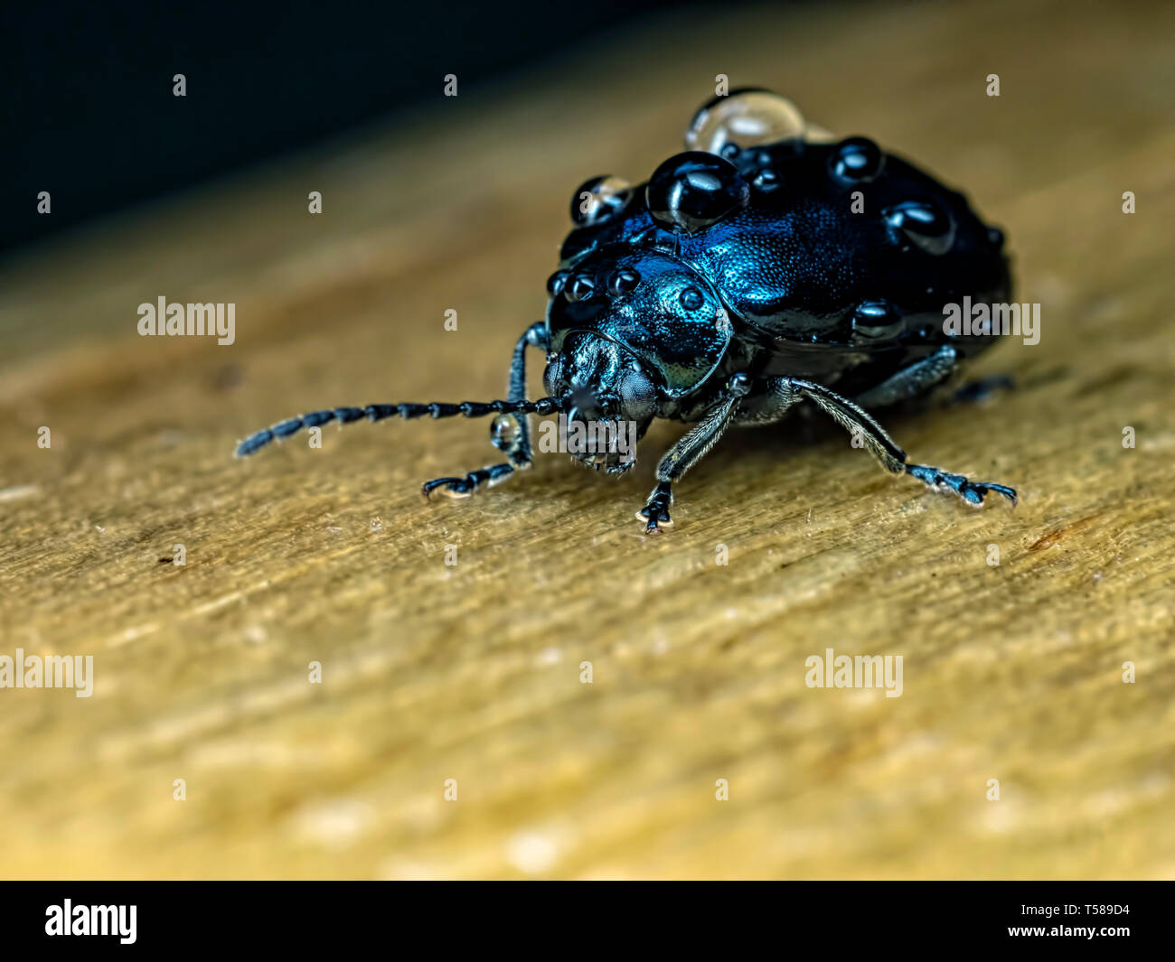 Alder Leaf Beetle Stockfoto