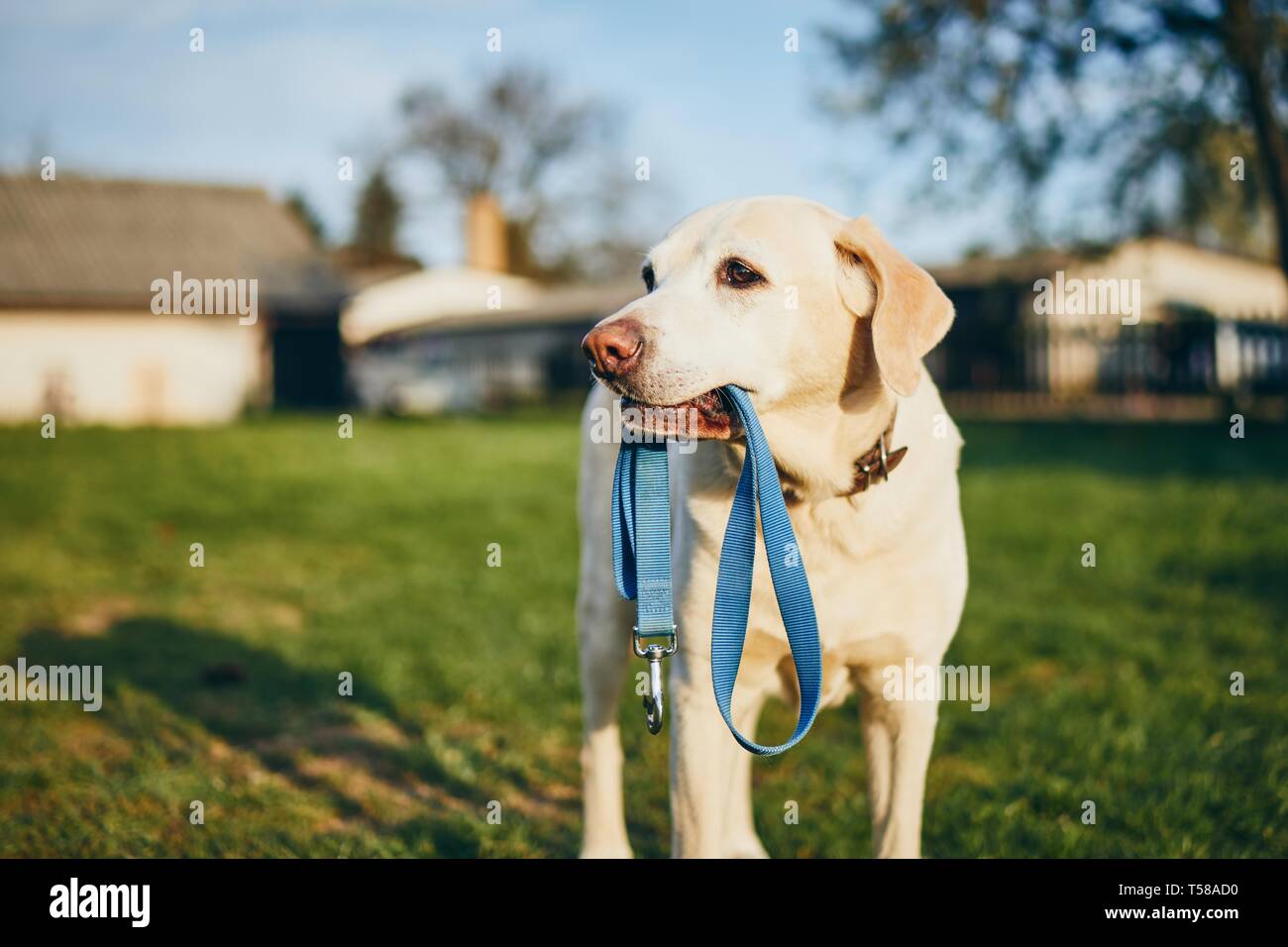 Hund mit Leine in den Mund. Süße Labrador Retriever warten auf gehen auf den Innenhof des Hauses. Stockfoto