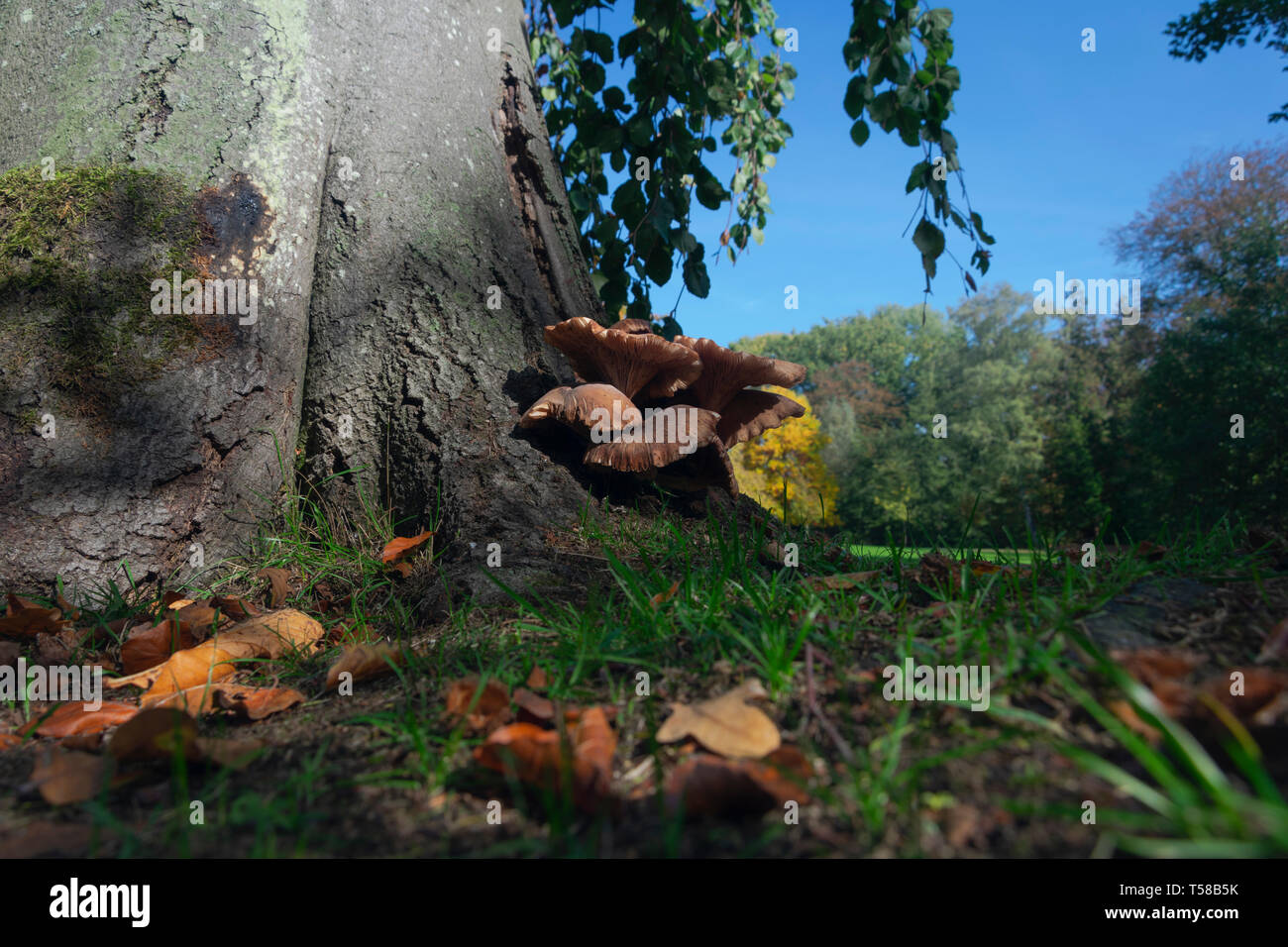 Grau Oyster mushroom wächst an einem Baum im Herbst Stockfoto