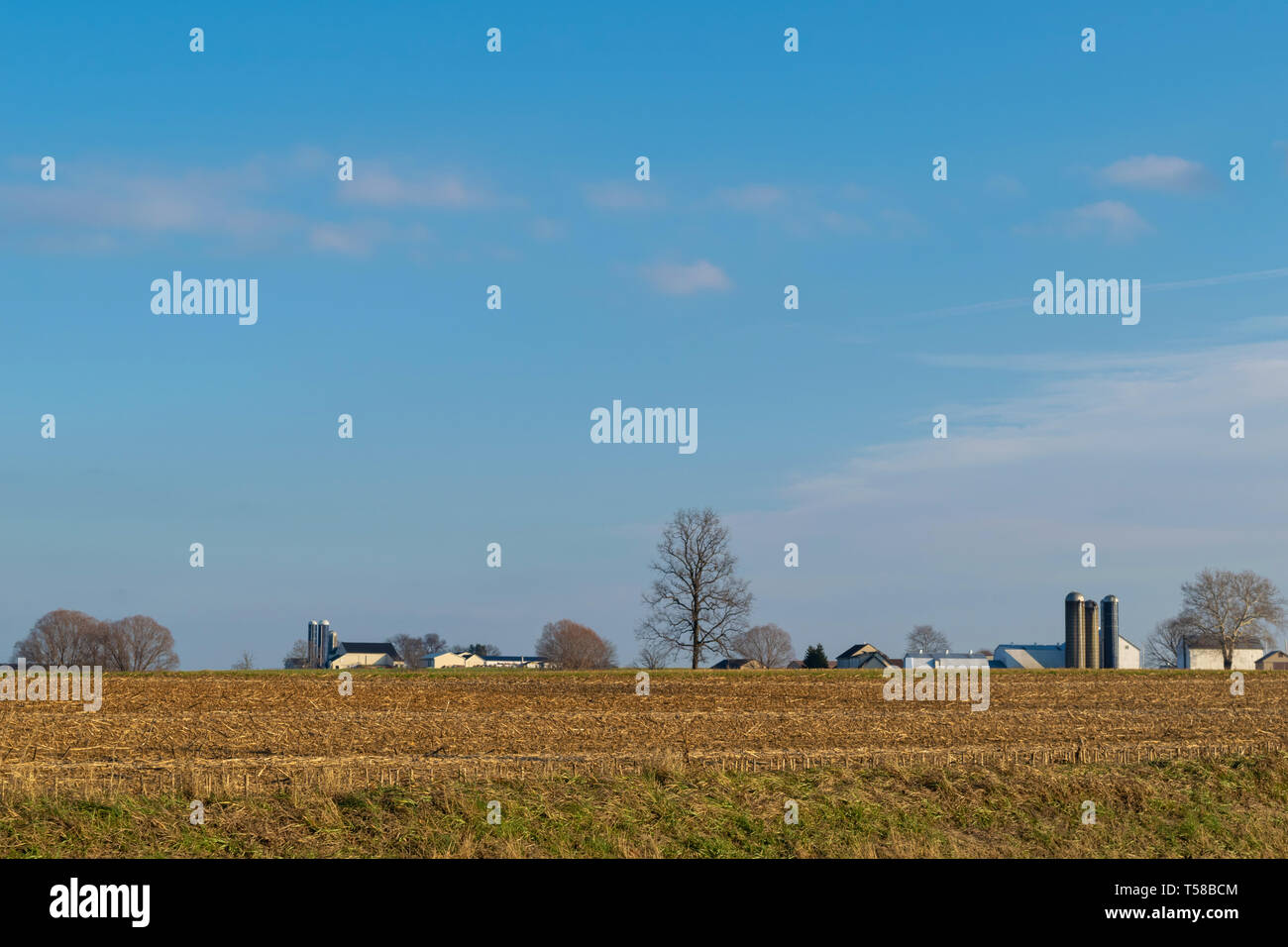 Geerntete Feld von Mais mit Bäumen und einer Amish Farm House, an einem schönen Tag mit blauem Himmel, Lancaster County, PA Stockfoto