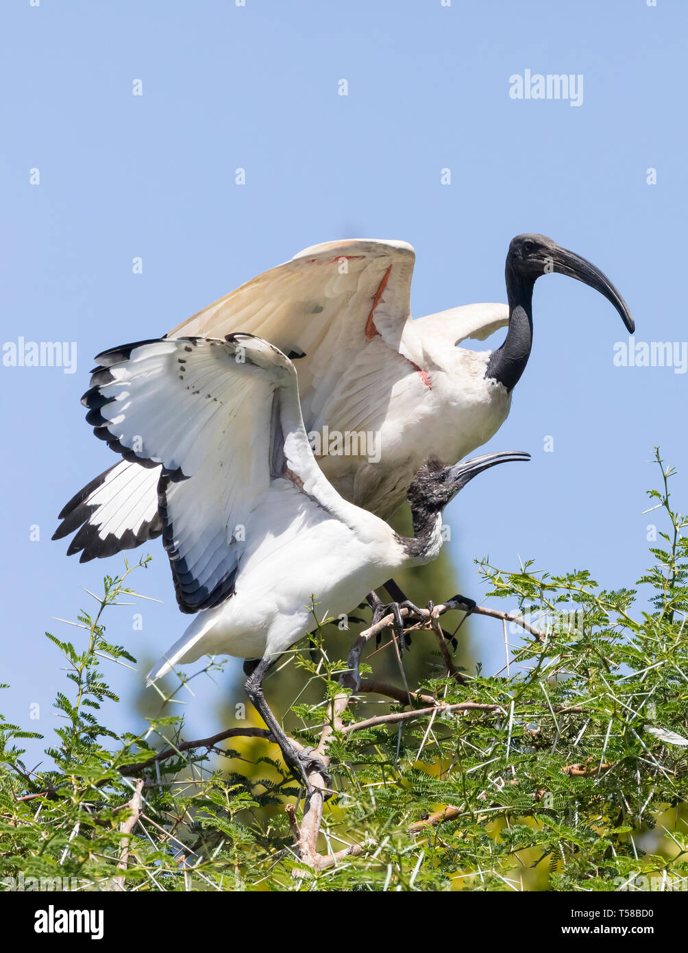 Weiß afrikanischen heiligen Ibis (Threskiornis aethiopicus), Leidam, Montagu, Western Cape, Südafrika Stockfoto