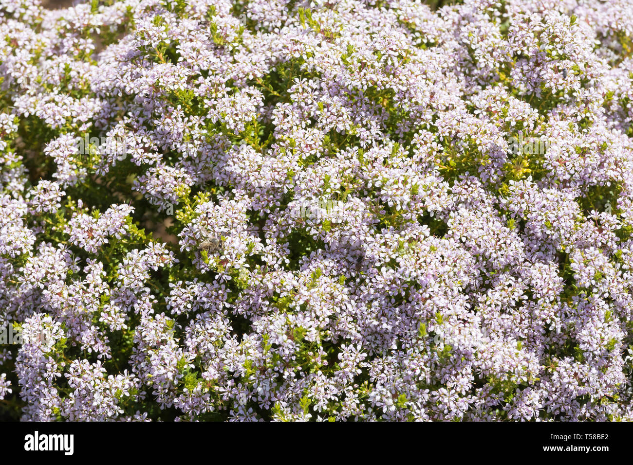 Lila-farbigen Agathosma glabrata, Sandboegoe, Blumen, ein Kap seashore Fynbos Arten, Western Cape, Südafrika Stockfoto