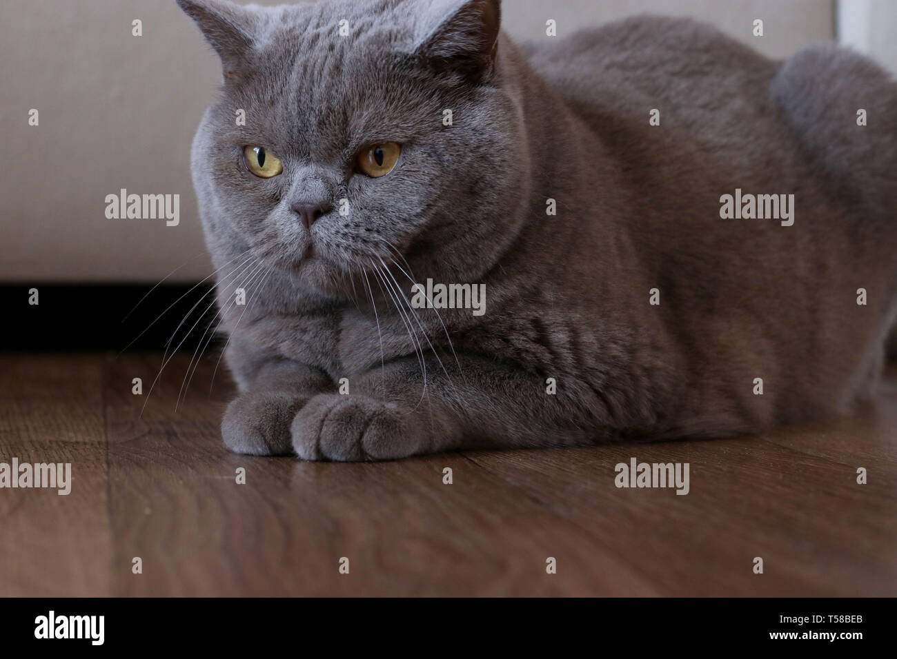 Porträt eines eleganten Britisch Kurzhaar Katze sitzt auf dem Boden in einem Zimmer Stockfoto