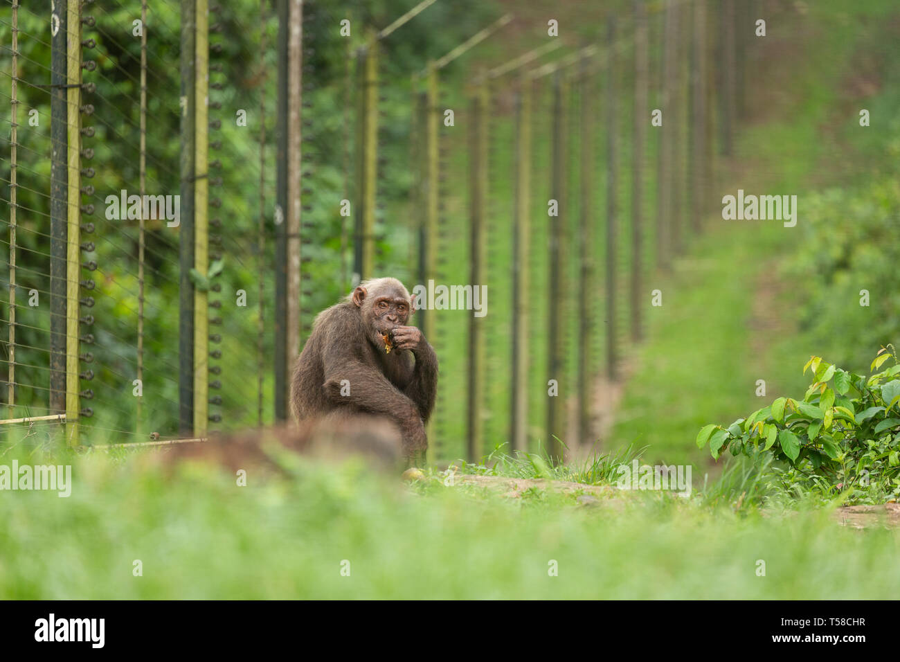 Captive Nigeria-Cameroon Schimpanse am Bohrer Ranch, Cross River State, Nigeria Stockfoto