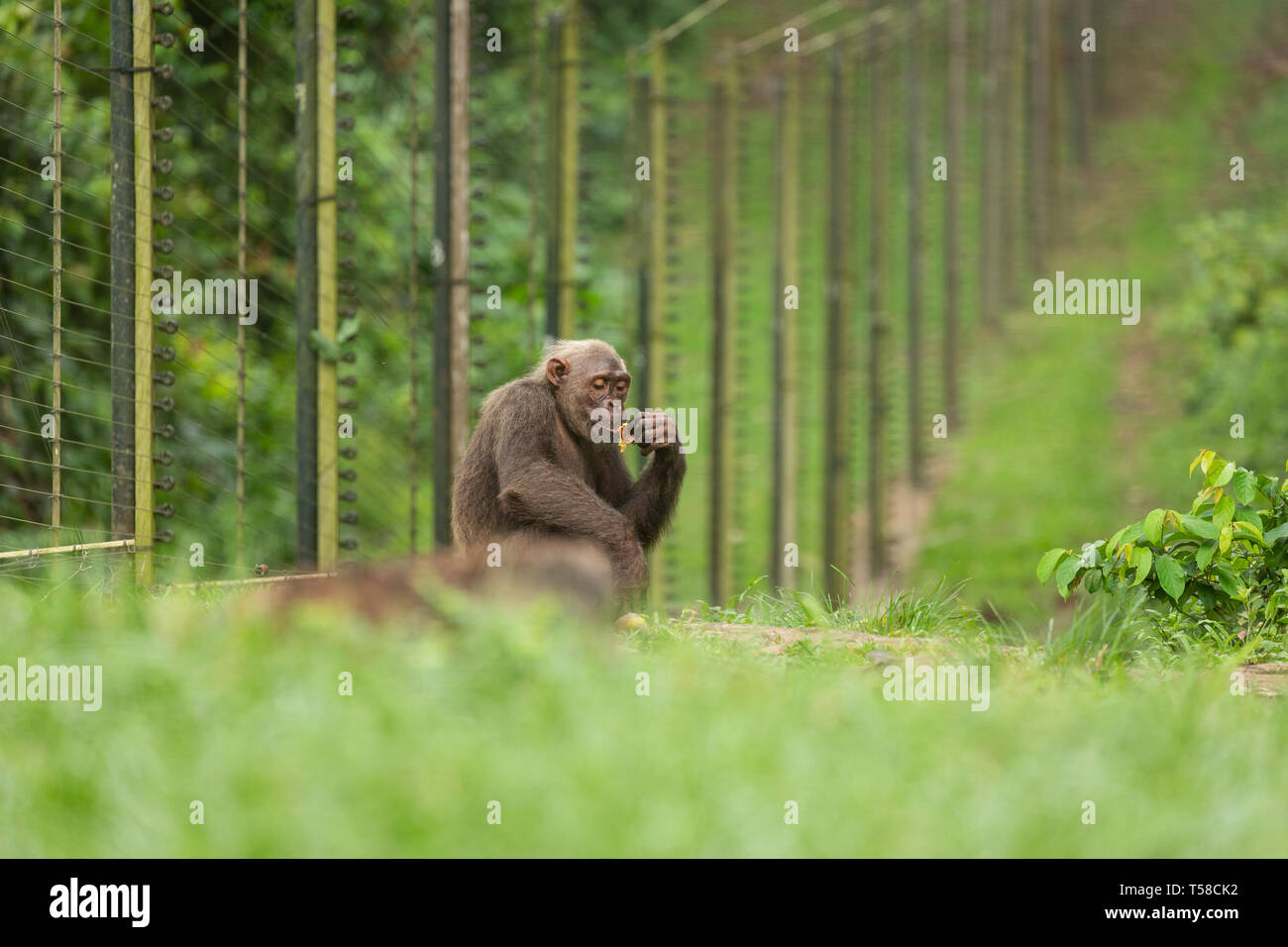 Captive Nigeria-Cameroon Schimpanse am Bohrer Ranch, Cross River State, Nigeria Stockfoto