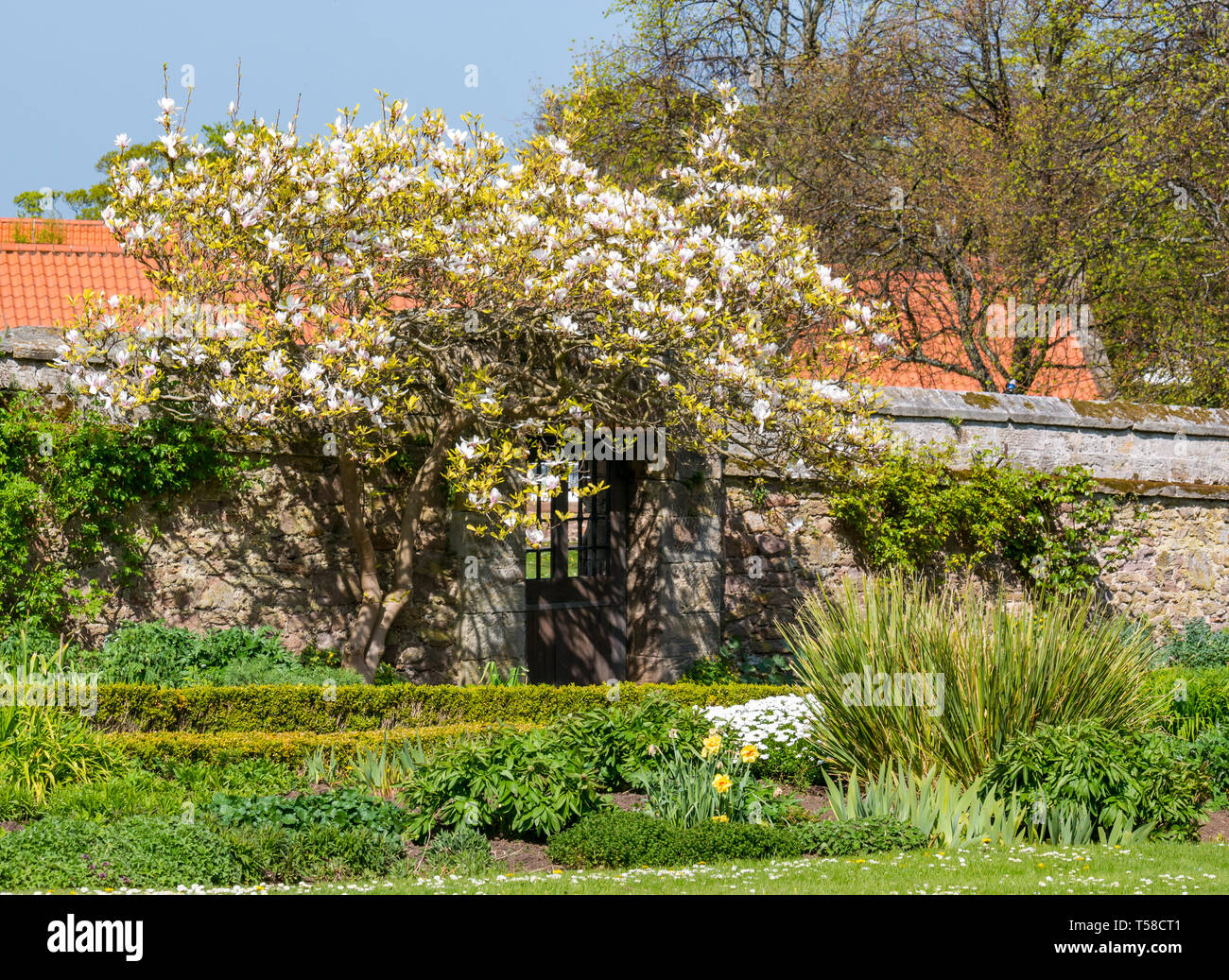 Magnolienbaum im Dirleton Castle Gardens, beliebte Besucherattraktion, East Lothian, Schottland, Großbritannien mit blauer Himmel Stockfoto