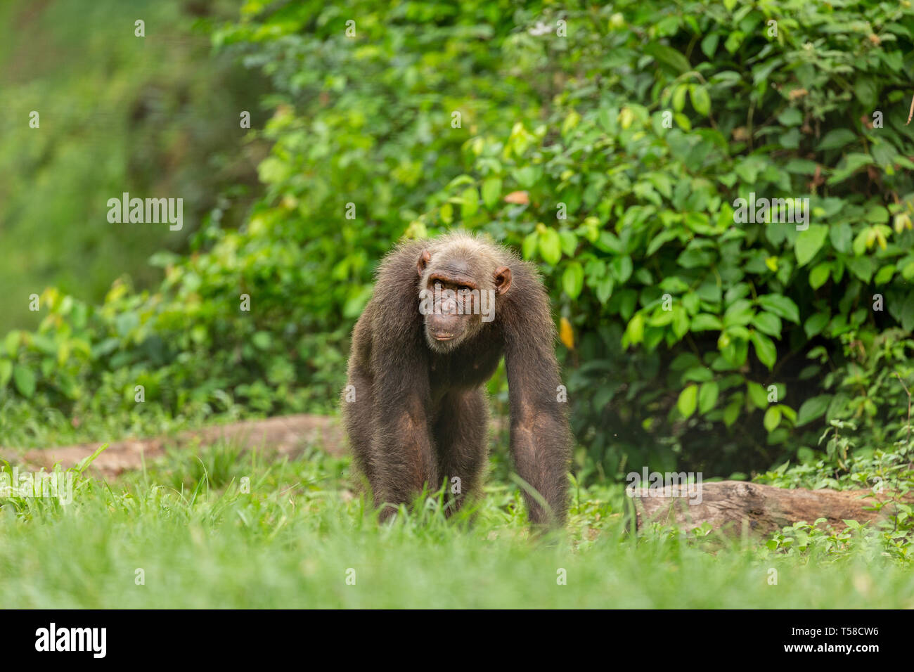 Buanchor nigeria-cameroon Schimpanse im Dschungel, Afi Berg, südlichen Nigeria Stockfoto