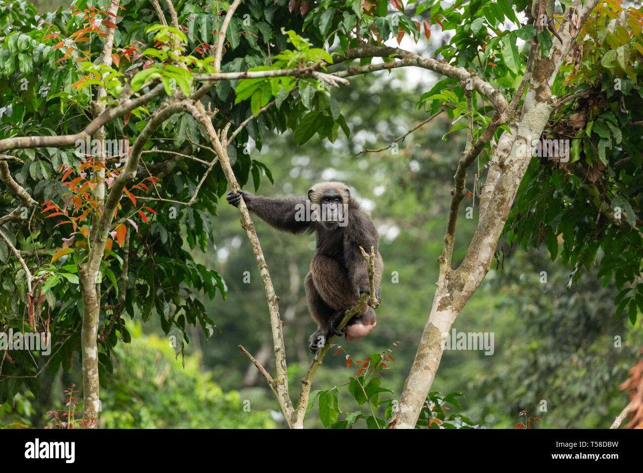 Weibliche Nigeria-Cameroon Schimpansen, die in der Saison ist (bereit zu züchten) in einem Baum im Buanchor Dschungel, Afi Berg, südlichen Nigeria Stockfoto