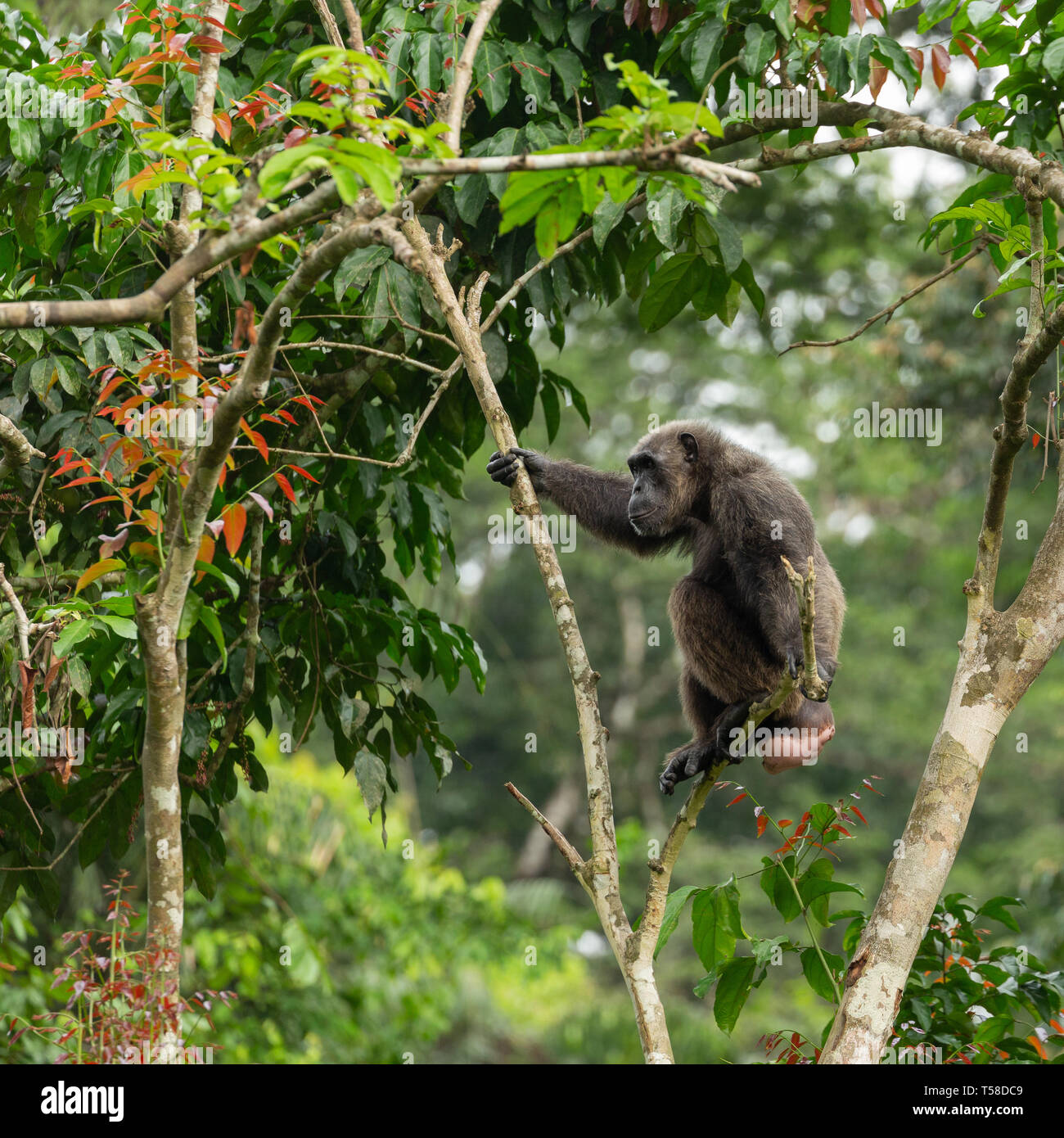 Weibliche Nigeria-Cameroon Schimpansen, die in der Saison ist (bereit zu züchten) in einem Baum im Buanchor Dschungel, Afi Berg, südlichen Nigeria Stockfoto