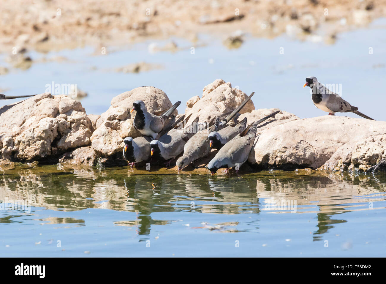 Männliche und weibliche Namaqua Tauben (Oena capensis) trinken am Wasserloch, Kgalagadi Transfrontier Park, Kalahari, Northern Cape, Südafrika Stockfoto