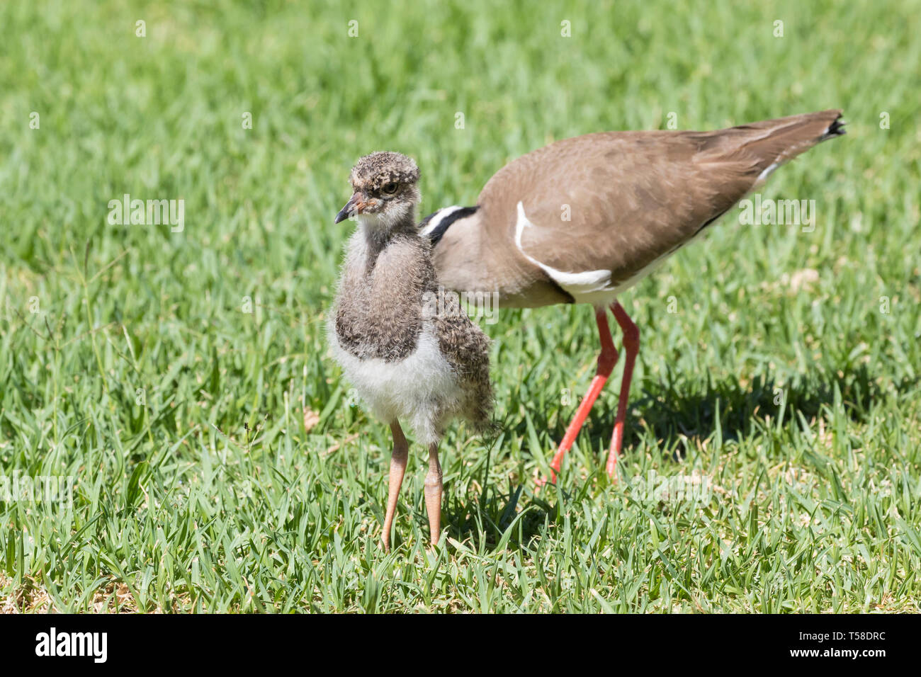 Gekrönt plover oder gekrönt Kiebitz Küken (Vanellus coronatus) mit Mutter auf Nahrungssuche auf Gras, Alarm bei Kamera suchen, flaumige Federn Stockfoto