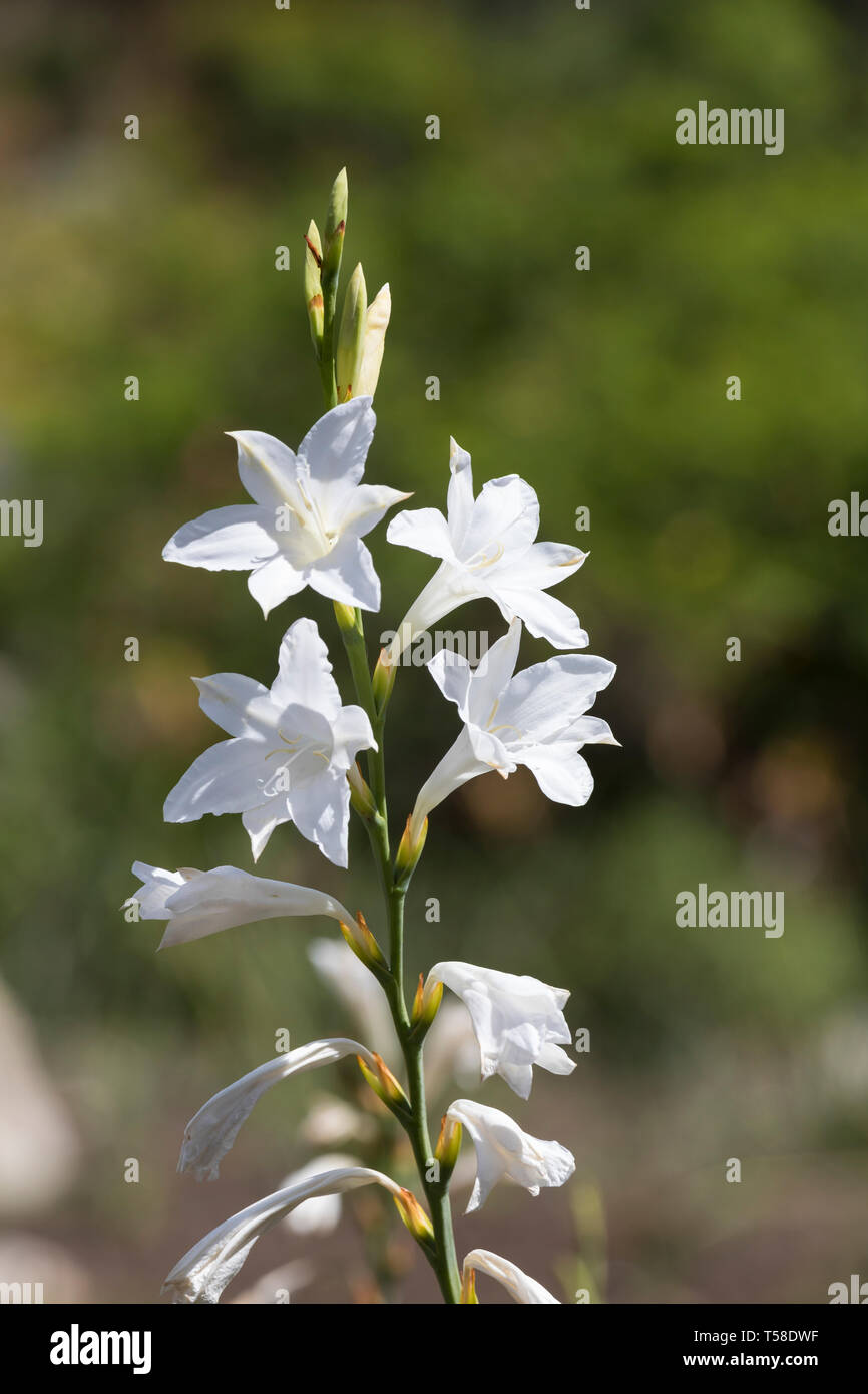 Die weißen Blüten der Watsonia borbonica,, aka Bugle Lily, Suurkanol, der Botanische Garten von Kirstenbosch, Western Cape, heimisch in Südafrika Fynbos Stockfoto