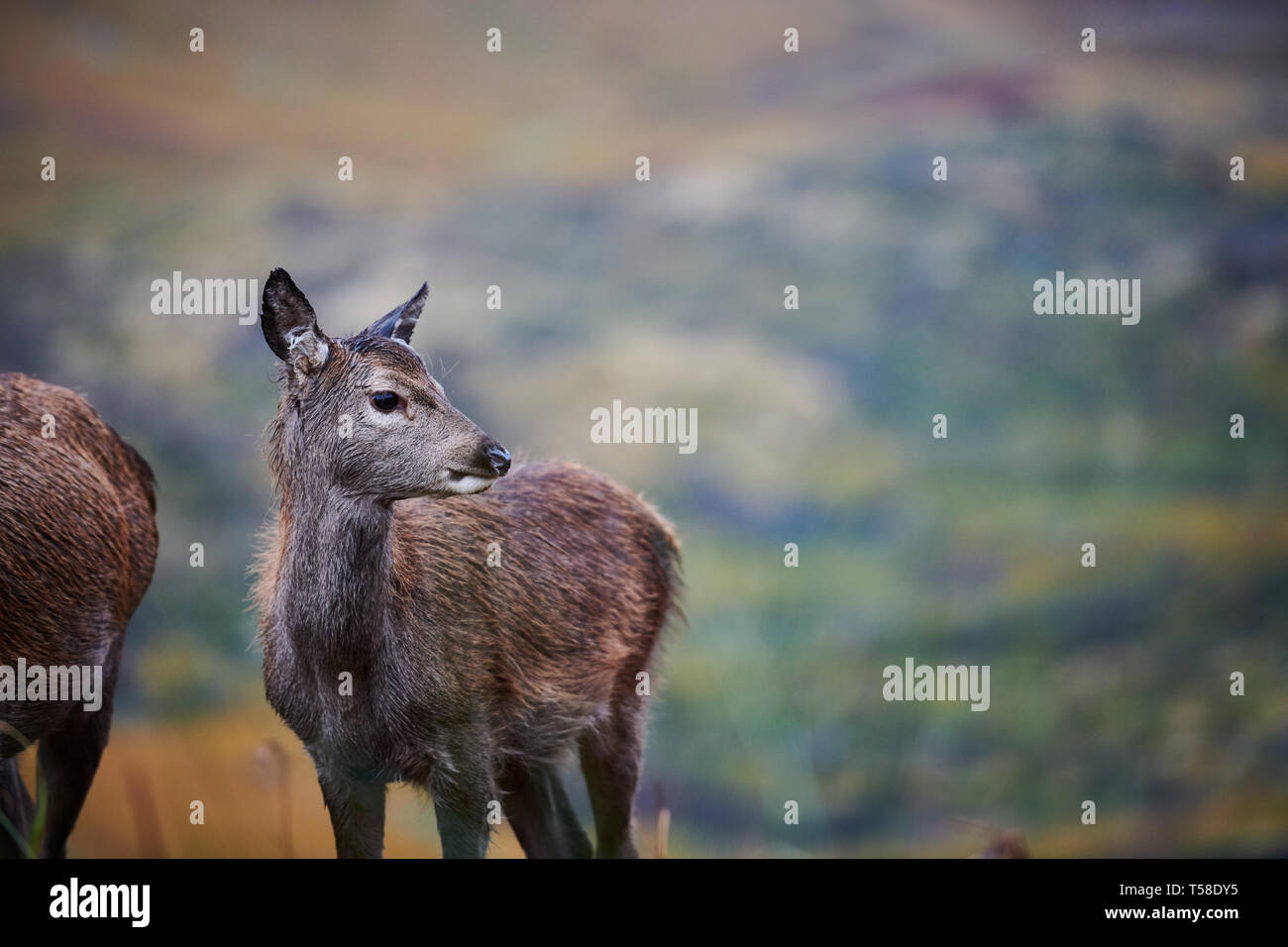 Red Deer Kitze, daneben gibt Mütter. Glen Etive Schottland im Herbst Stockfoto