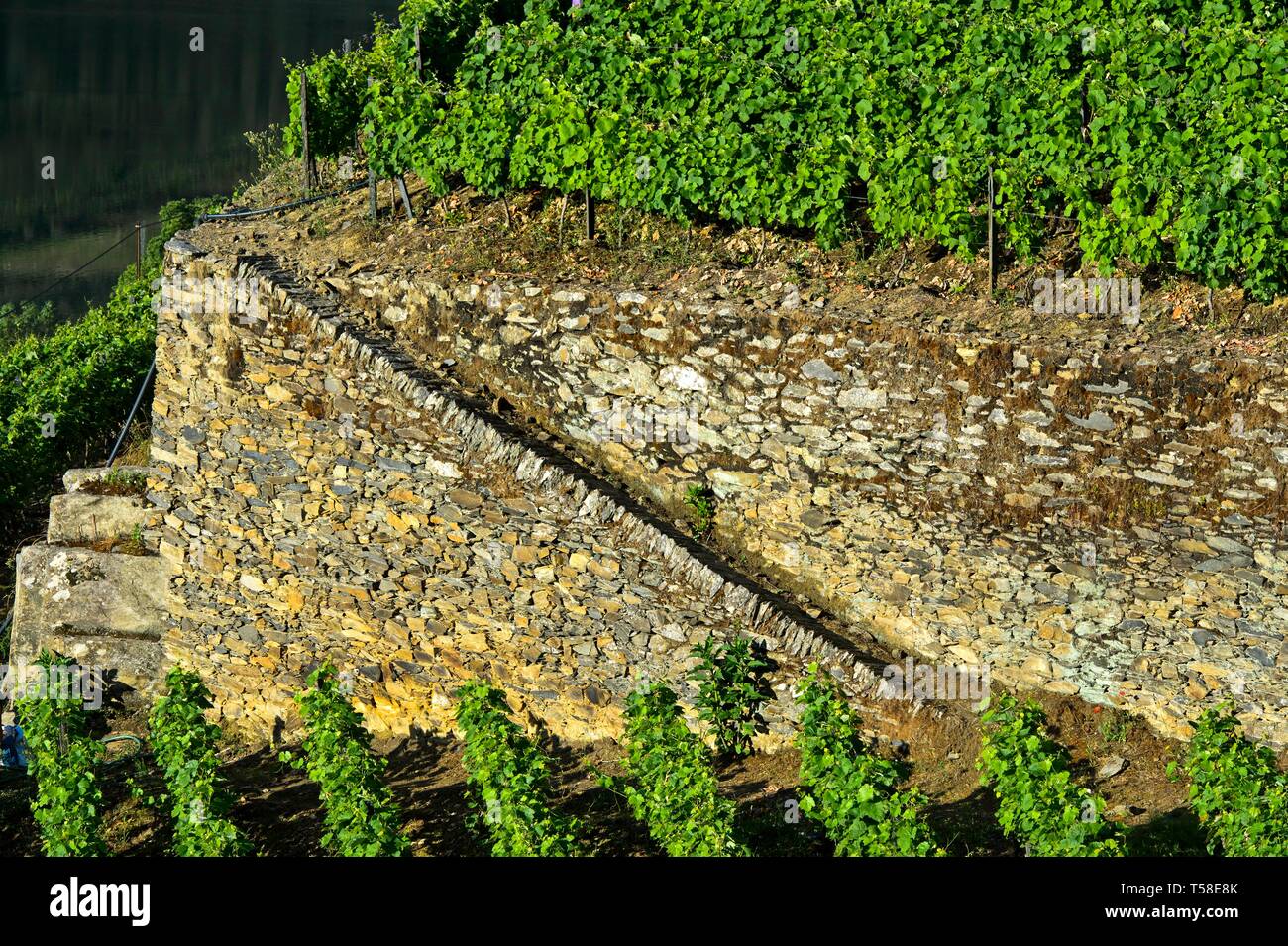 Trockenmauern in der Hollen Valley Weinberg, Vale do Inferno, Weingut Quinta de la Rosa, Pinhao, Douro-tal, Portugal Stockfoto