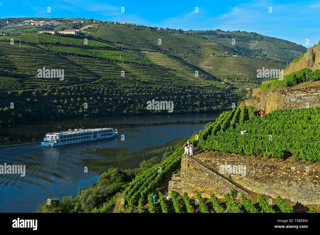 Weinberg Hollen Tal, Vale do Inferno, oberhalb des Flusses Douro, Weingut Quinta de la Rosa, Pinhao, Douro-tal, Portugal Stockfoto