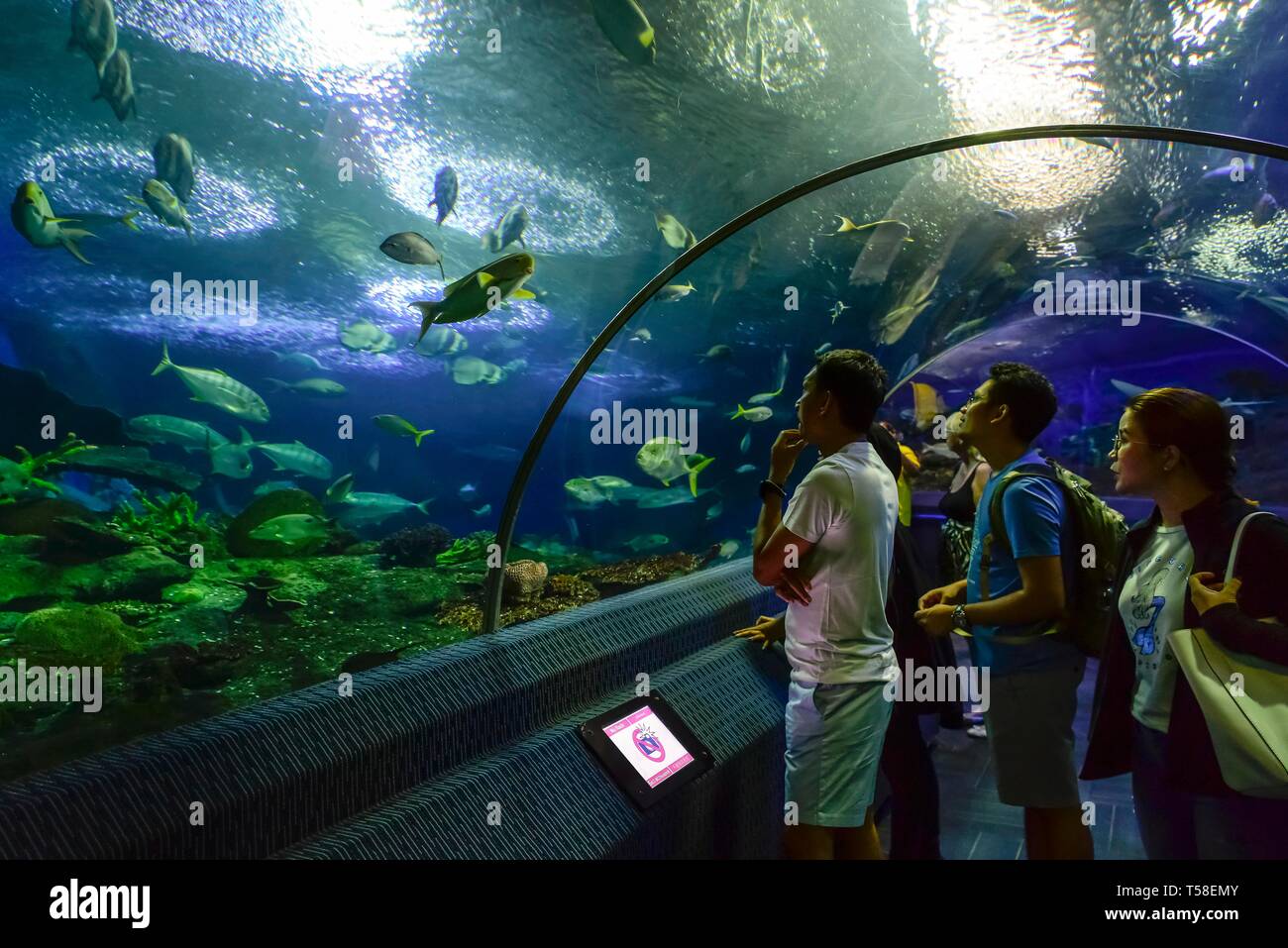 Besucher Blick auf die Fische im Aquarium, Pattaya, Thailand Stockfoto