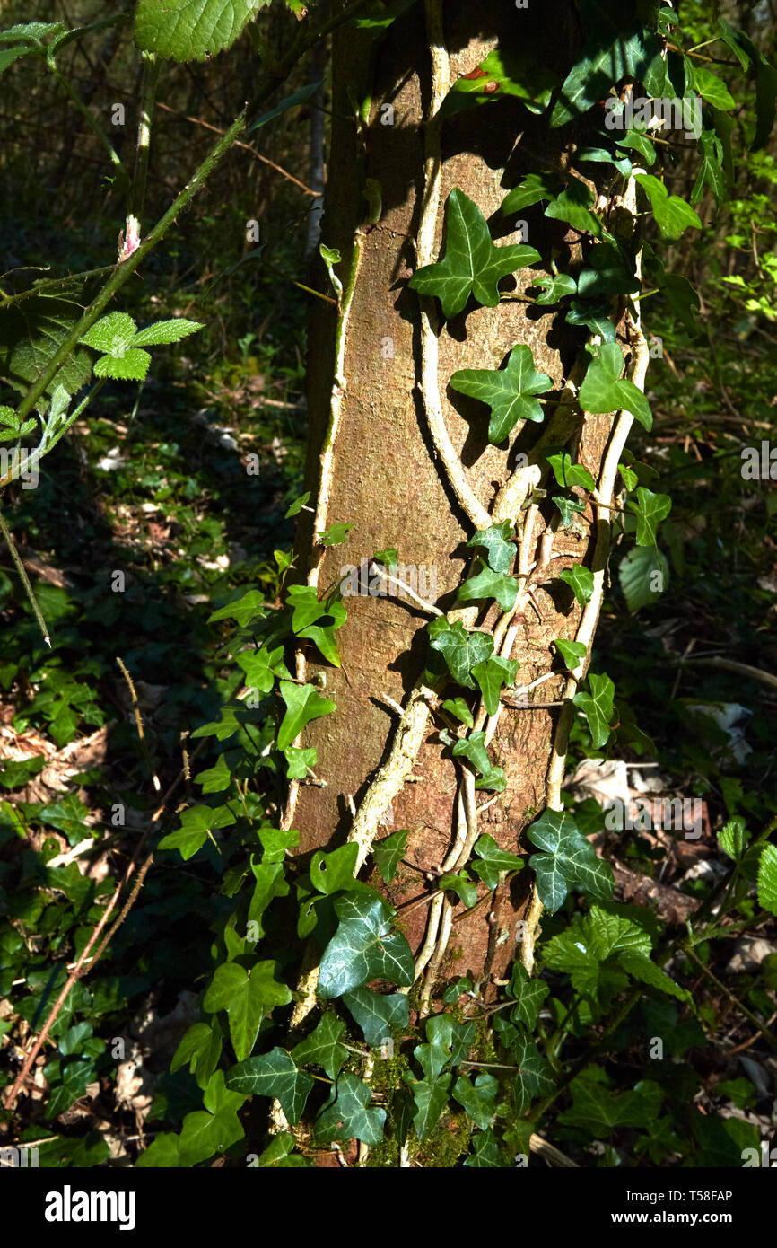 Efeu klettert Baumstamm als Parasiten in grelles Licht im Frhling, London,  England Stockfotografie - Alamy