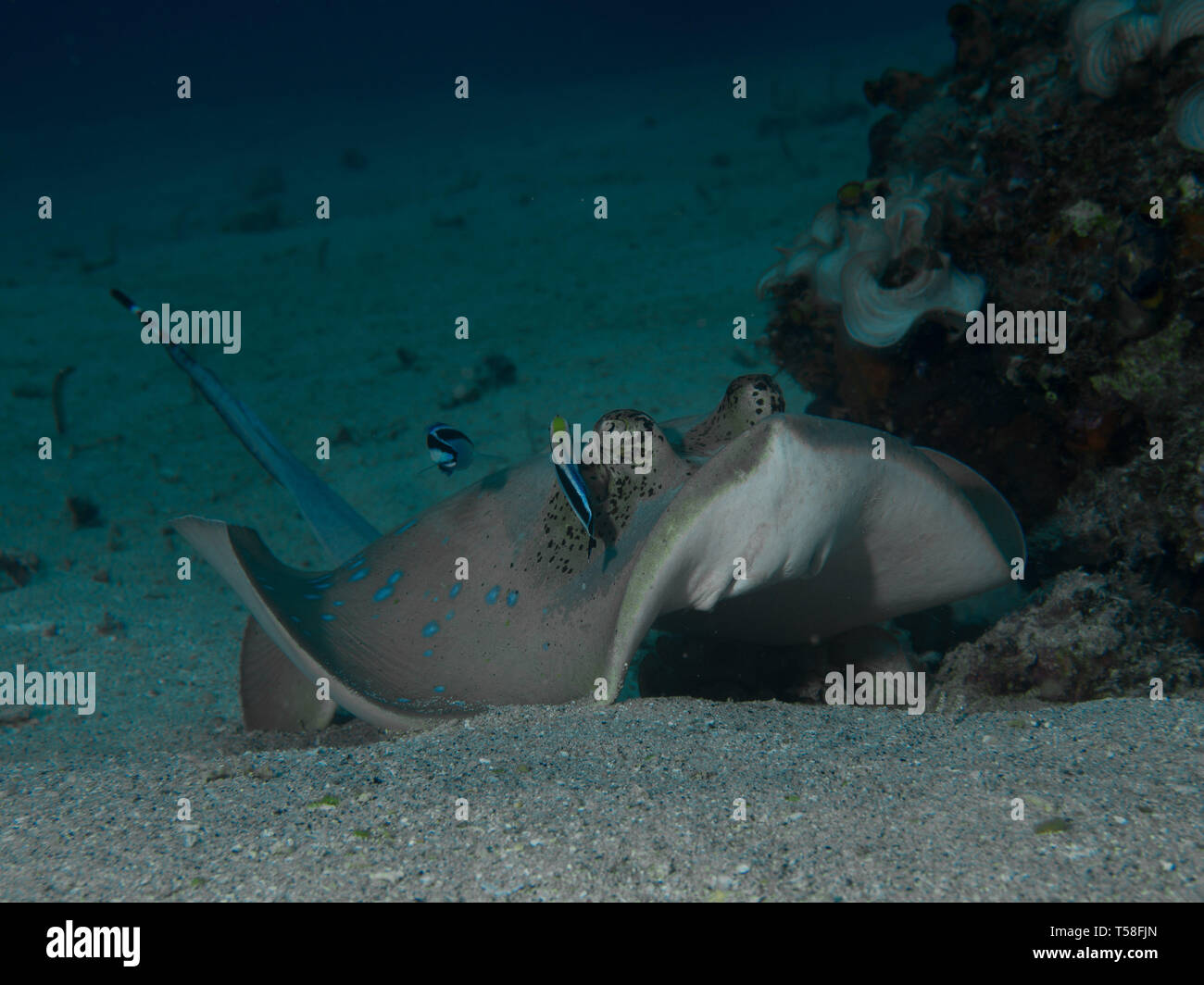 Blaupunktrochen stingray auf einem sandigen Boden in Indonesien Stockfoto