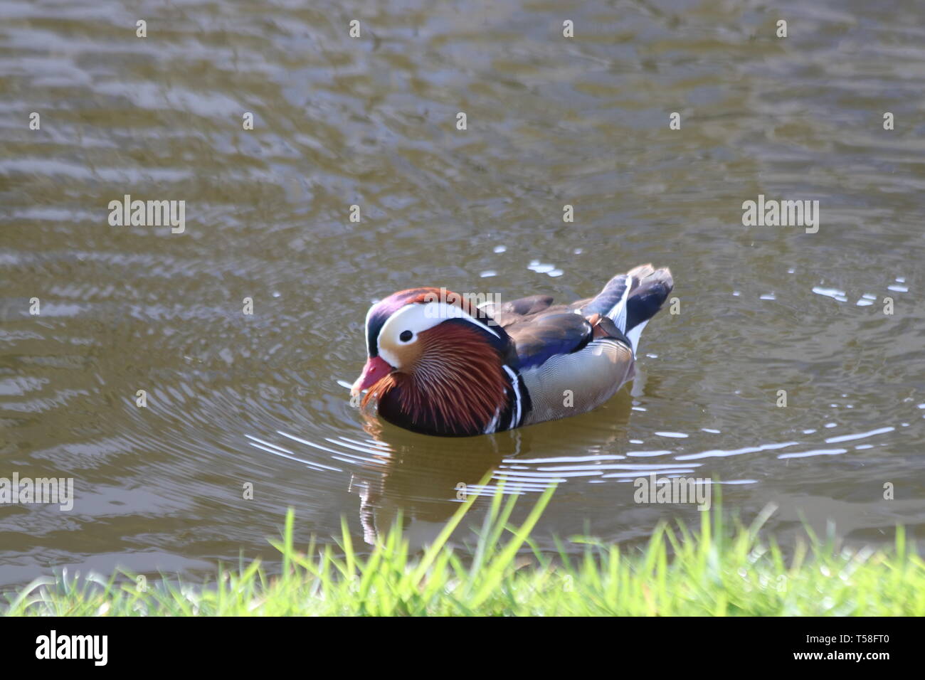 Männliche Mandarinente schwimmen in einem Graben im Dorf Nieuwerkerk aan den IJssel in den Niederlanden Stockfoto