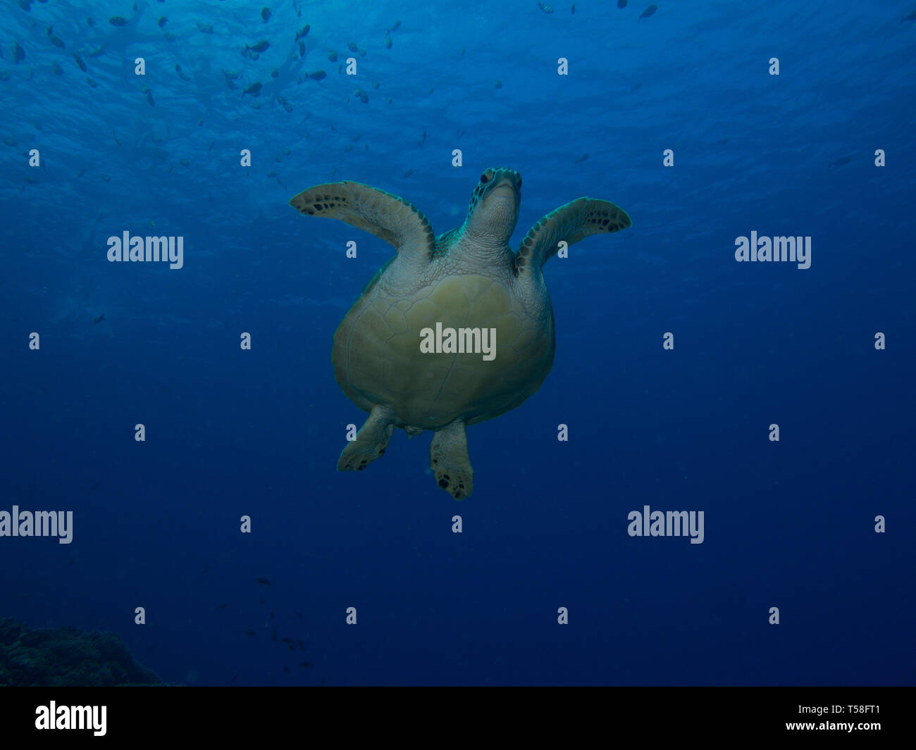 Grüne Schildkröte Schwimmen an der Oberfläche in der Gili Inseln, Indonesien Stockfoto