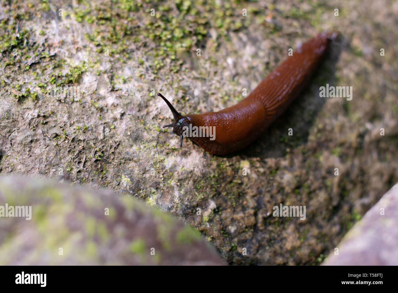 Slug über Bemoosten zerklüfteten Felsen im Wald Stockfoto