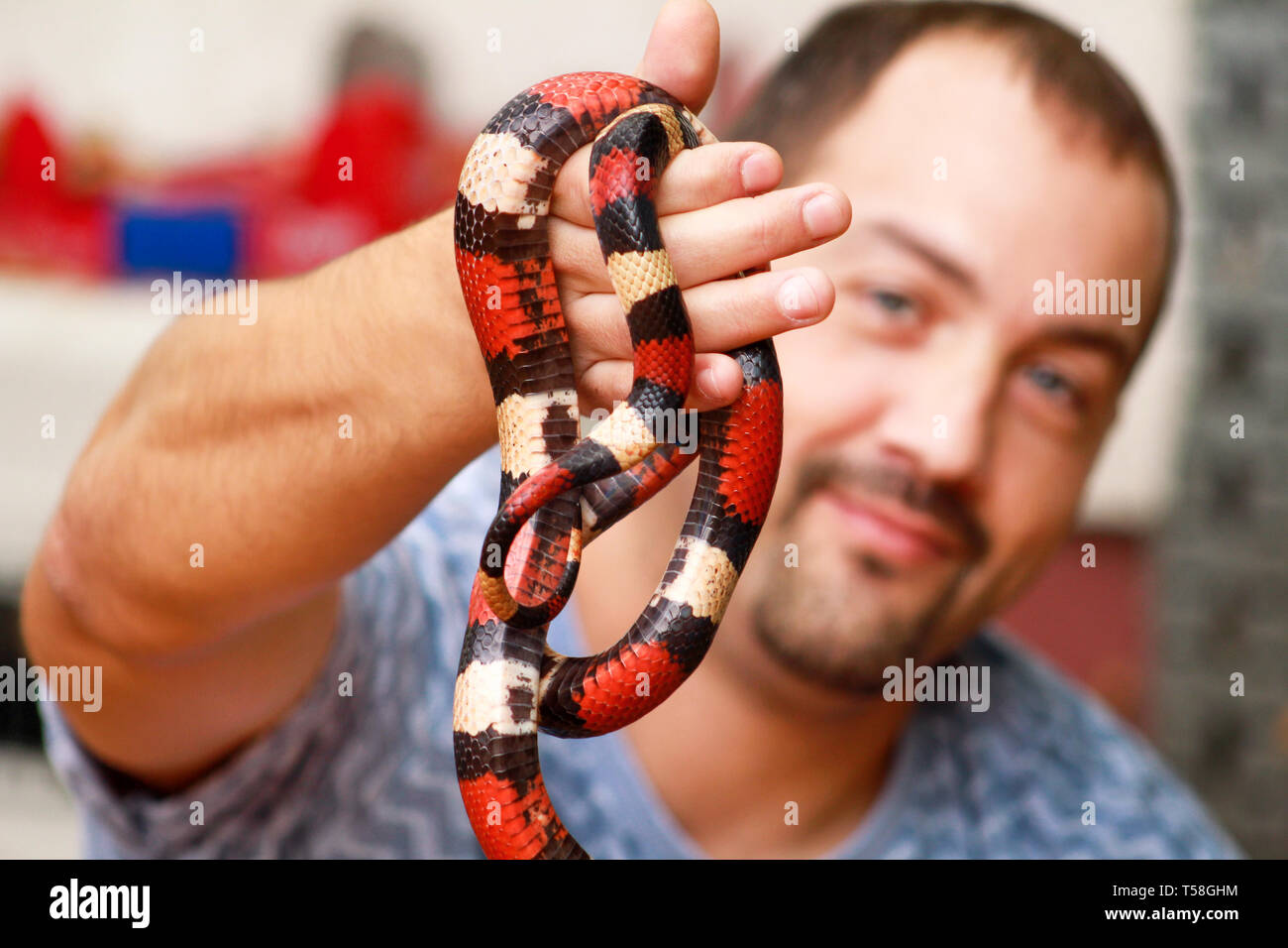 Junge mit Schlangen. Mann hält in der Hand reptile Königsnatter Lampropeltis triangulum Arizona Art der Schlange. Exotischen tropischen Kaltblütige Tiere, Zoo. Pet. Stockfoto