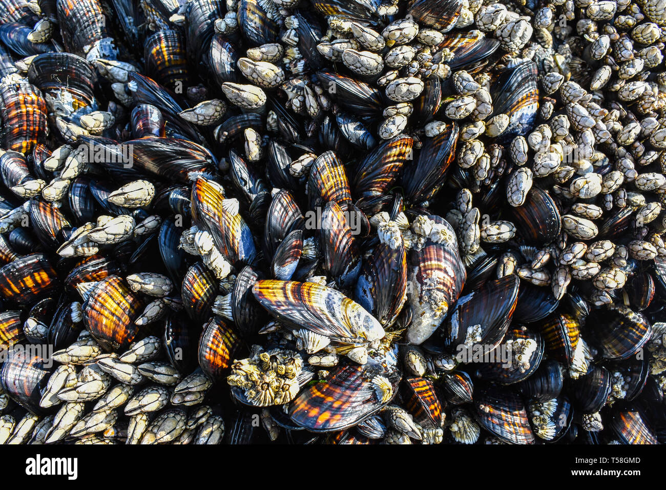 Seepocken und Muscheln natur Textur bei Ebbe am Strand Stockfoto