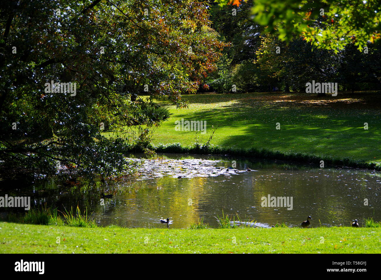 Gepflegter Garten mit Teich in schönes Licht gehalten Stockfoto