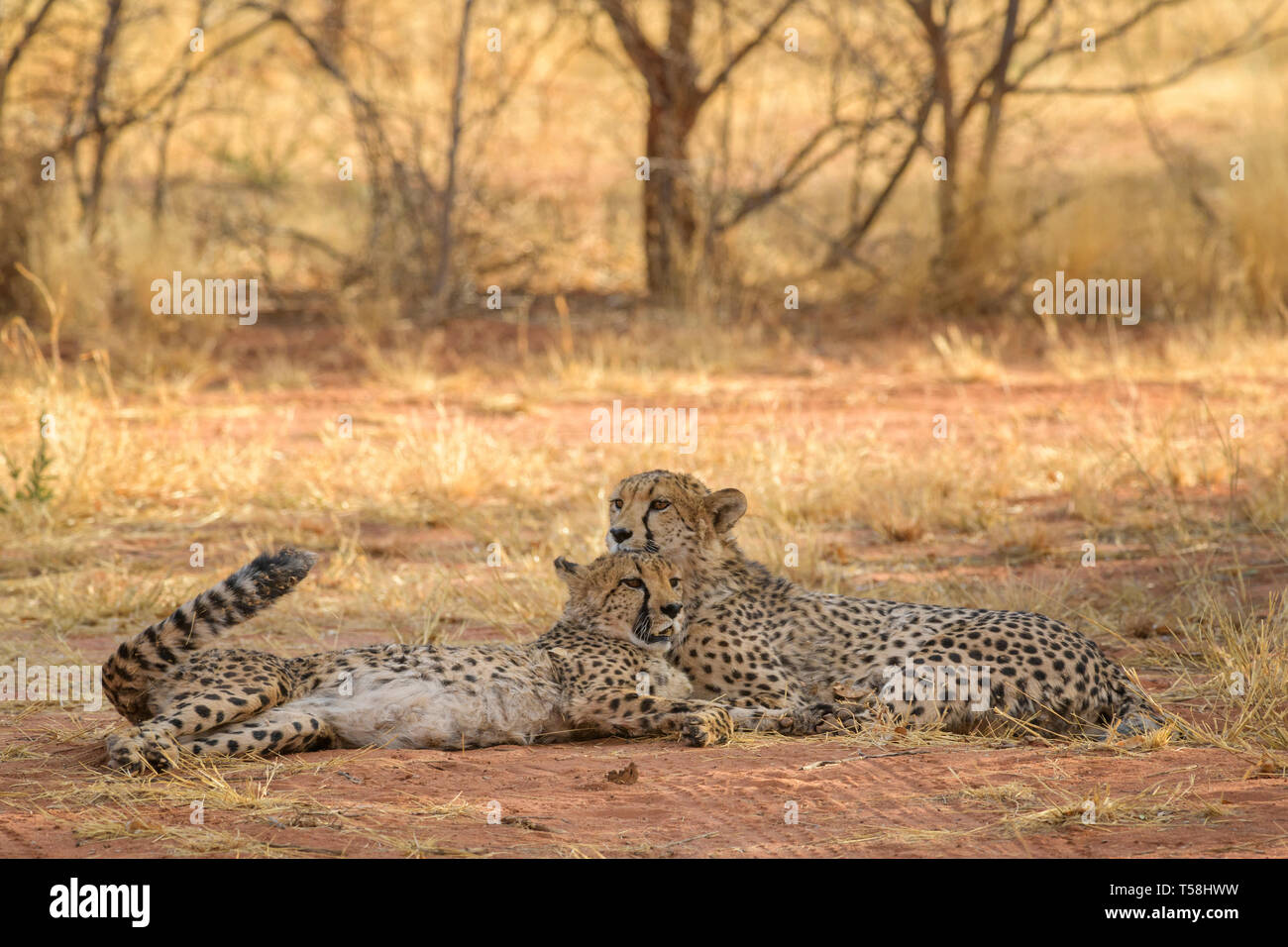 Geparden - Acinonyx jubatus, schöne Fleischfresser aus afrikanischen Busch- und Grassteppen, Namibia. Stockfoto
