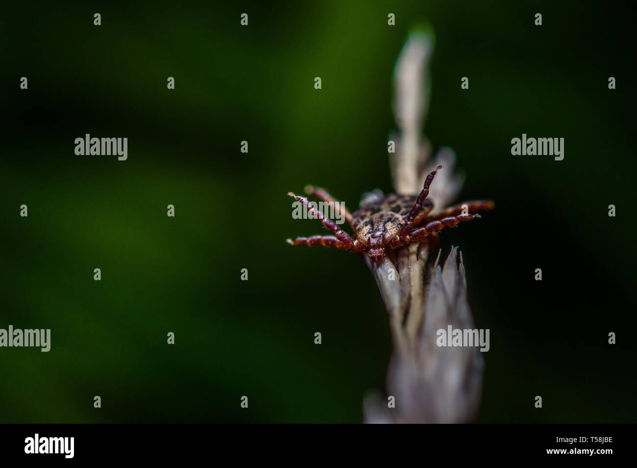 Tick warten auf eine Beute Stockfoto