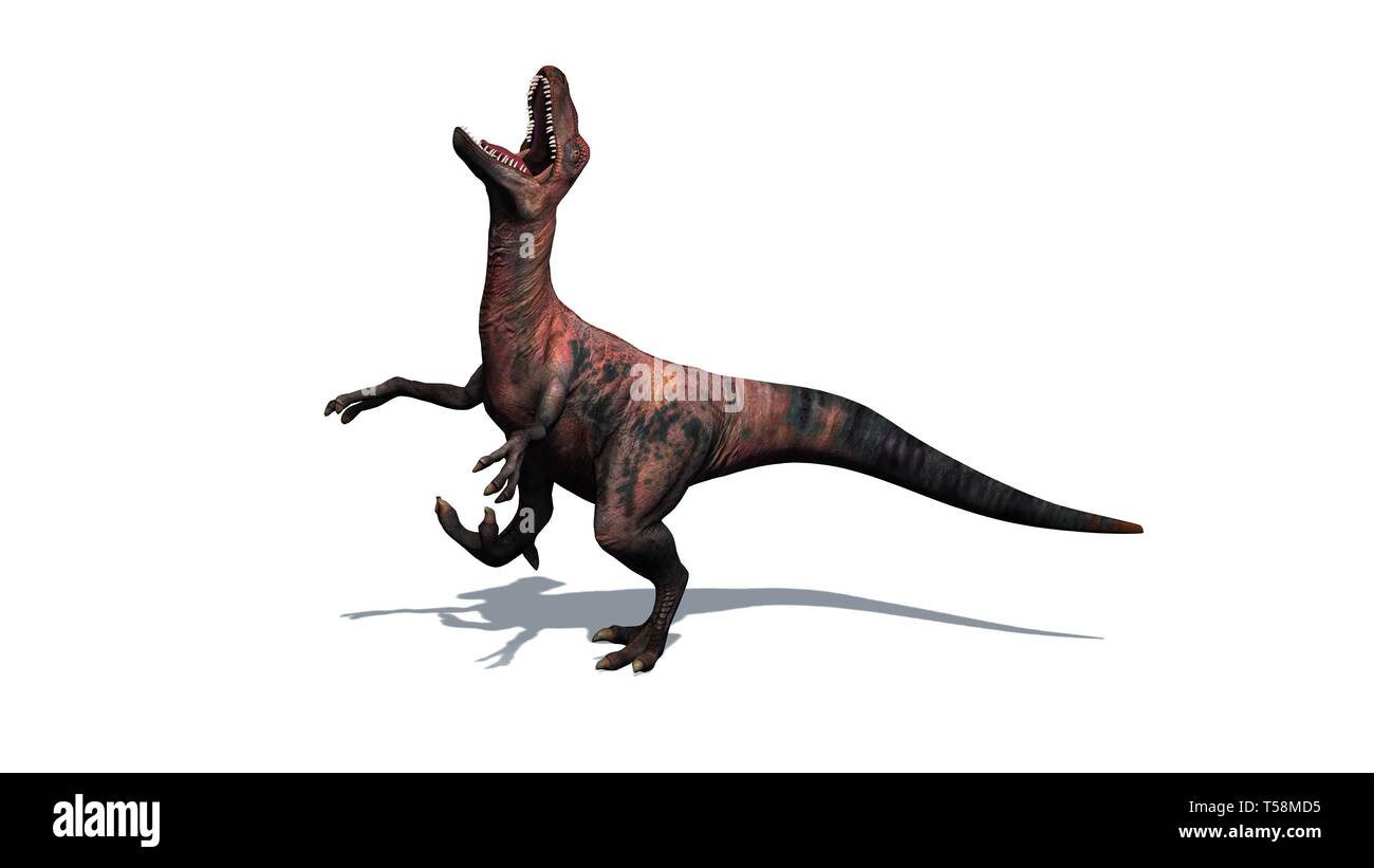 Dinosaurier - Velociraptor - Zweibeiner, Räuber mit einer langen, steifen Schwanz - auf weißem Hintergrund - 3D-Rendering Stockfoto