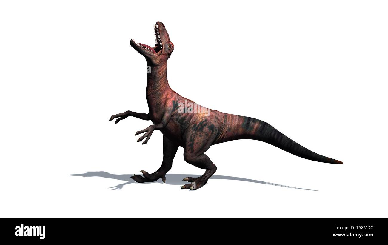 Dinosaurier - Velociraptor - Zweibeiner, Räuber mit einer langen, steifen Schwanz - auf weißem Hintergrund - 3D-Rendering Stockfoto