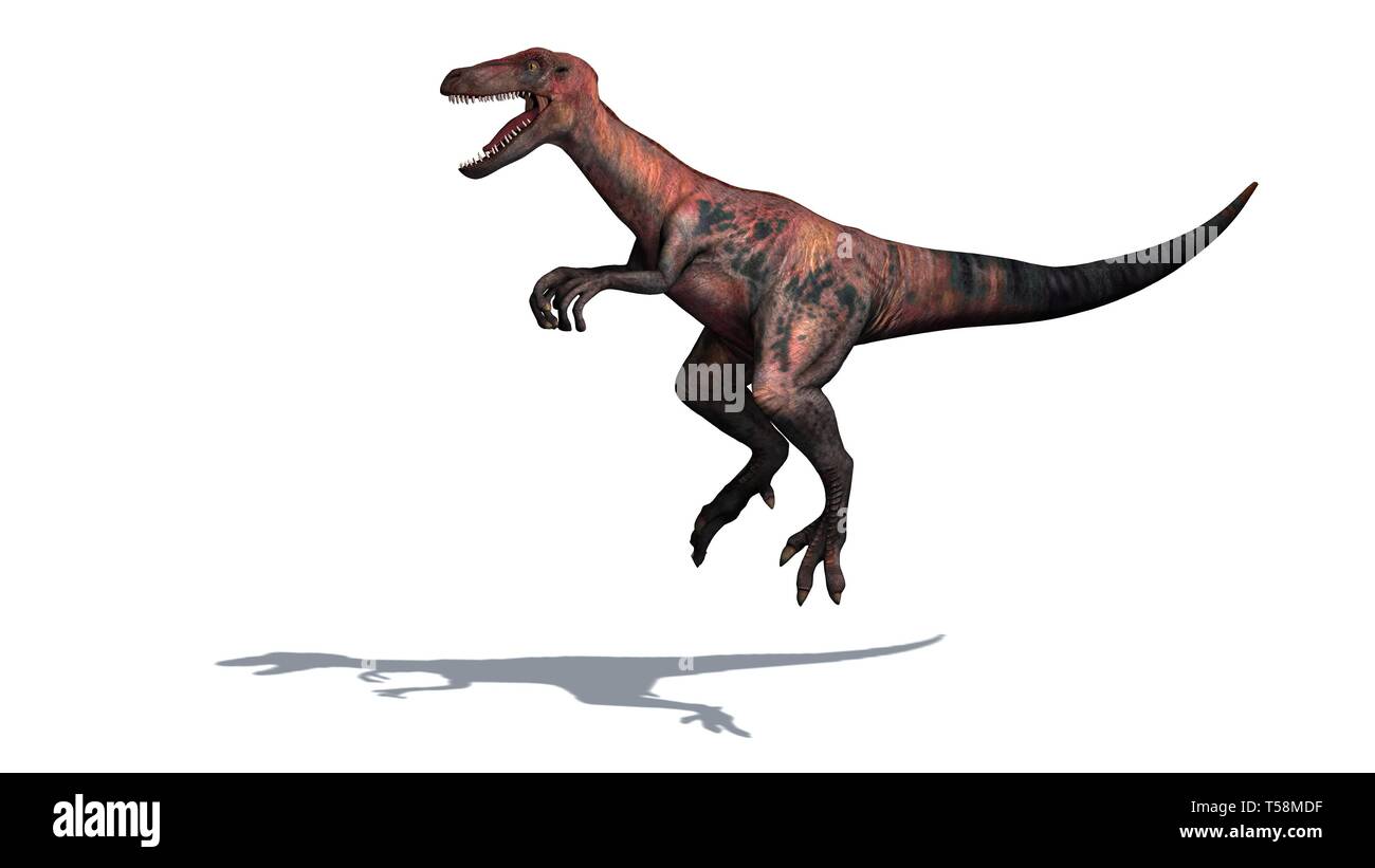 Dinosaurier - Velociraptor - Zweibeiner, Räuber mit einer langen, steifen Schwanz - auf weißem Hintergrund - 3D-Rendering Stockfoto