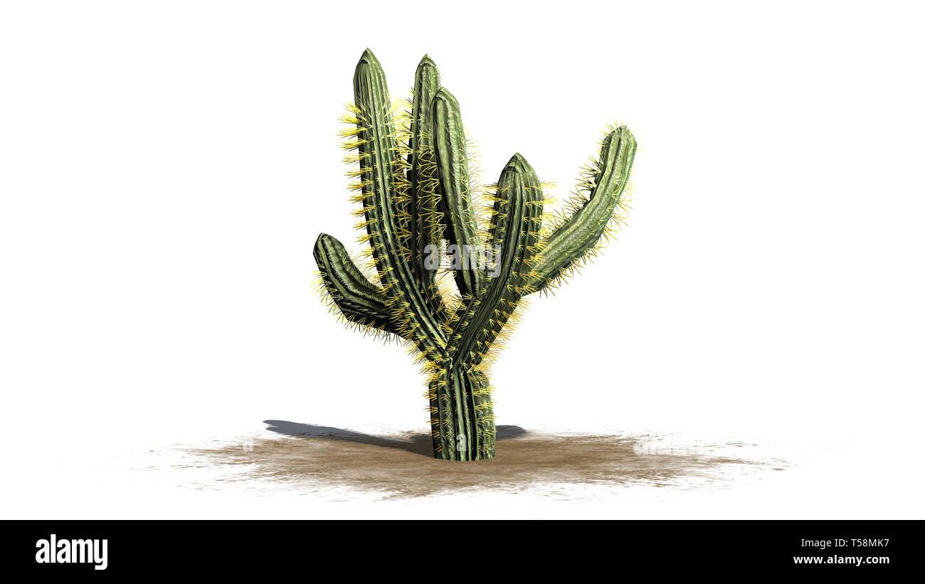 Saguaro cactus blossom Ausgeschnittene Stockfotos und  bilder   Alamy