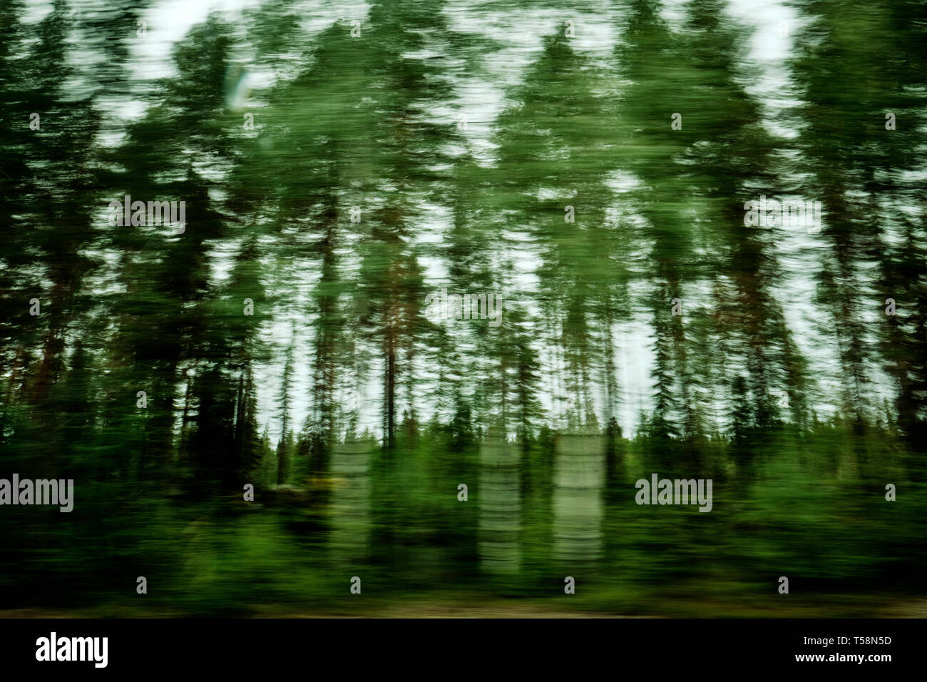 Bewegung verwischt Bäume/Wald Natur Hintergrund - das Fahren durch einen Wald in Schweden. Stockfoto