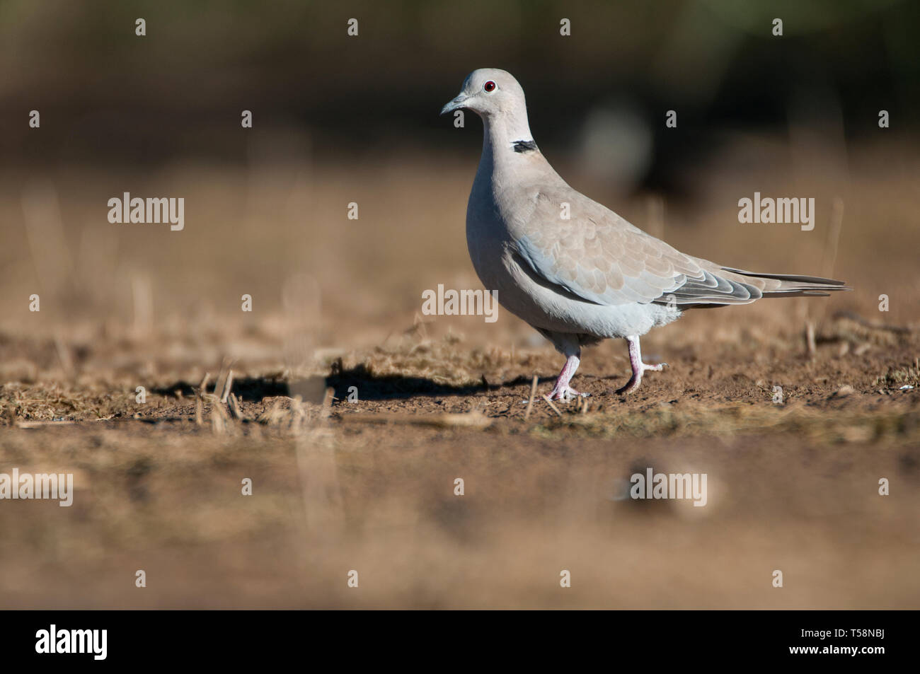 Eurasischen kragen Streptopelia decaocto Taube - auf der Suche nach Nahrung auf dem Boden Stockfoto