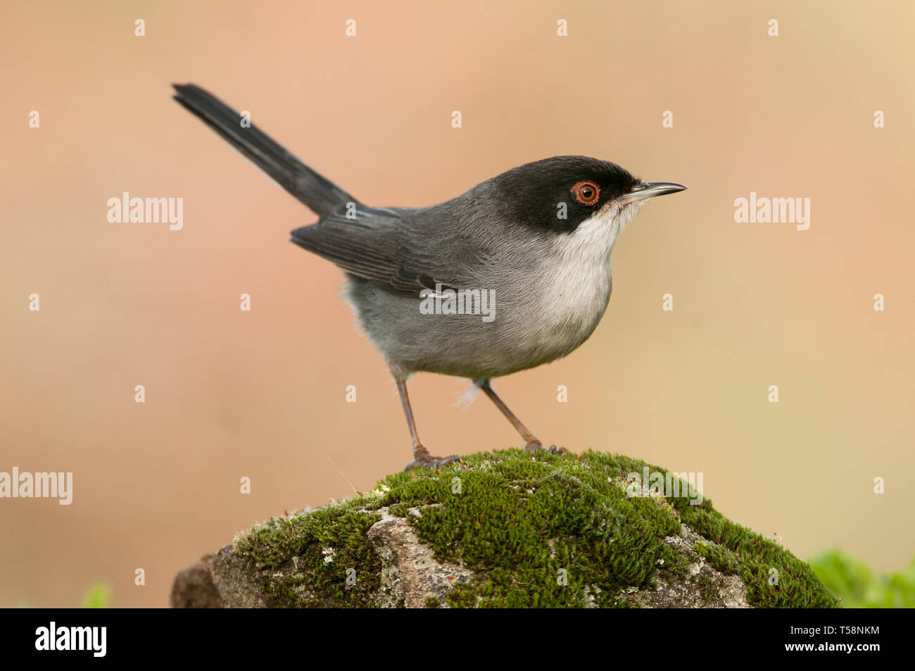 Sylvia melanocephala - Sardische warbler in seinem natürlichen Lebensraum Stockfoto