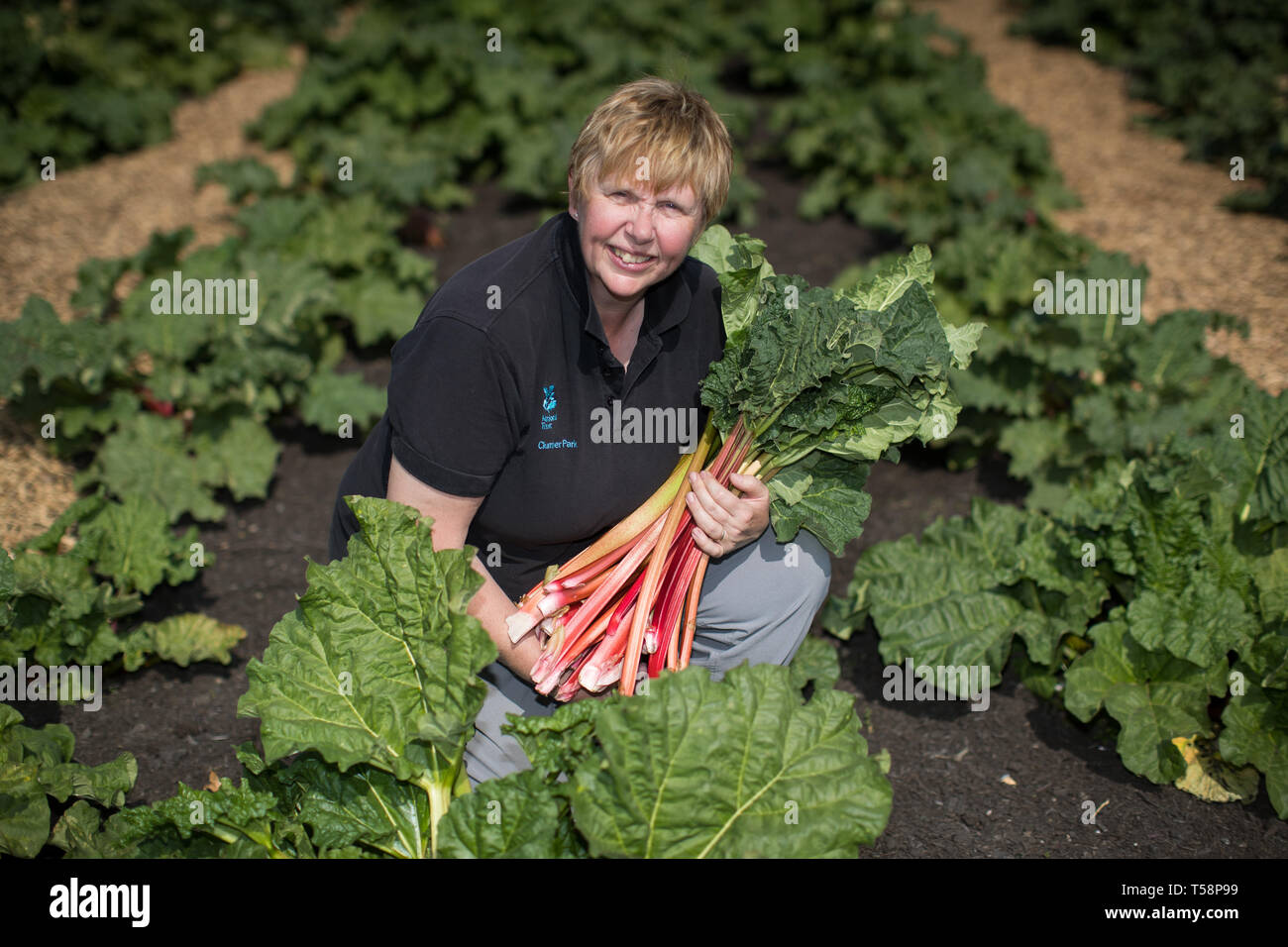 Senior Gardner Shirley Roberts ernten Rhabarber auf der ersten offiziellen Tag des frischen Rhabarber Saison in der Nationalen Sammlung an Clumber Park, Nottinghamshire. Stockfoto