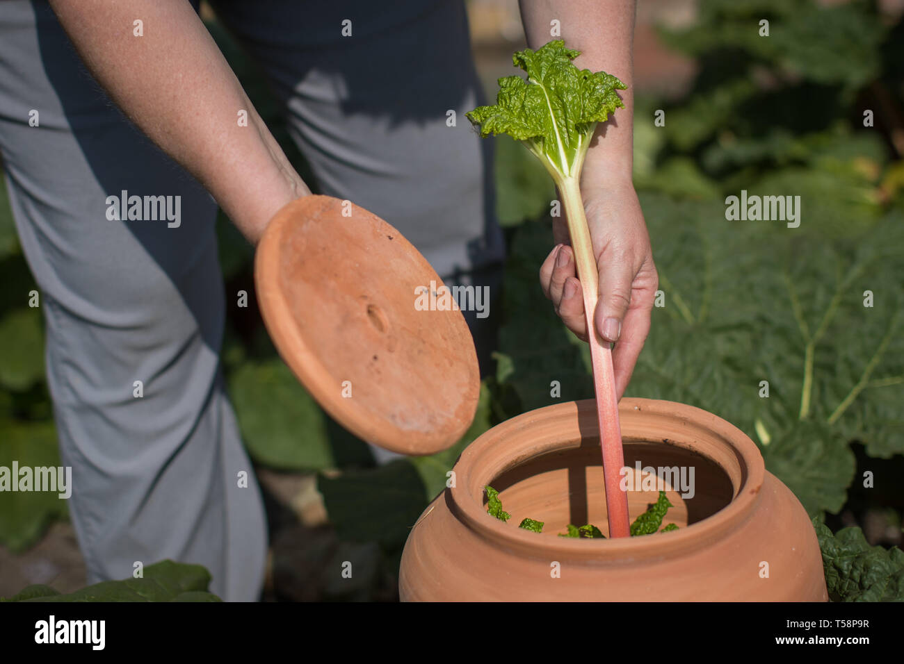 Senior Gardner Shirley Roberts ernten Rhabarber in der Dunkelheit auf den ersten offiziellen Tag des frischen Rhabarber Saison gewachsen, die sich aus der nationalen Sammlung an Clumber Park, Nottinghamshire. Stockfoto