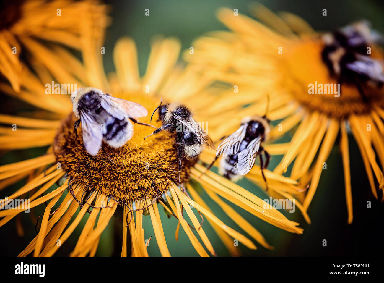 Bienen bienen blumen natur Fotos und Bildmaterial in hoher Auflösung