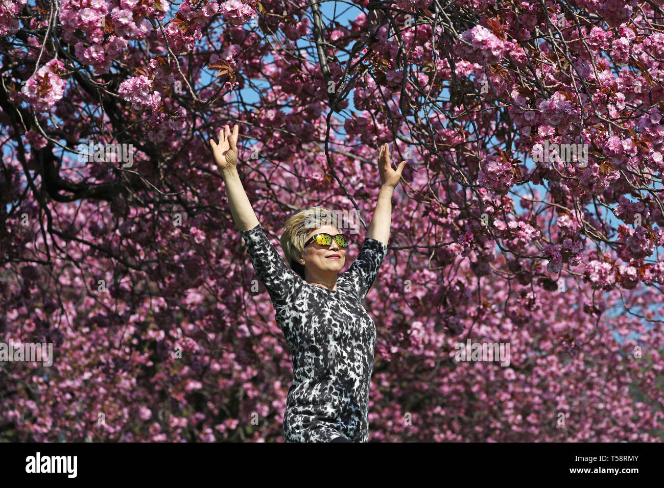 Sonnige Yant, von Morningside, übt ihre Tai-chi unter der Kirschblüte in den Wiesen, Edinburgh, wie das Vereinigte Königreich weiterhin die warme Ostern Wetter zu genießen. Stockfoto