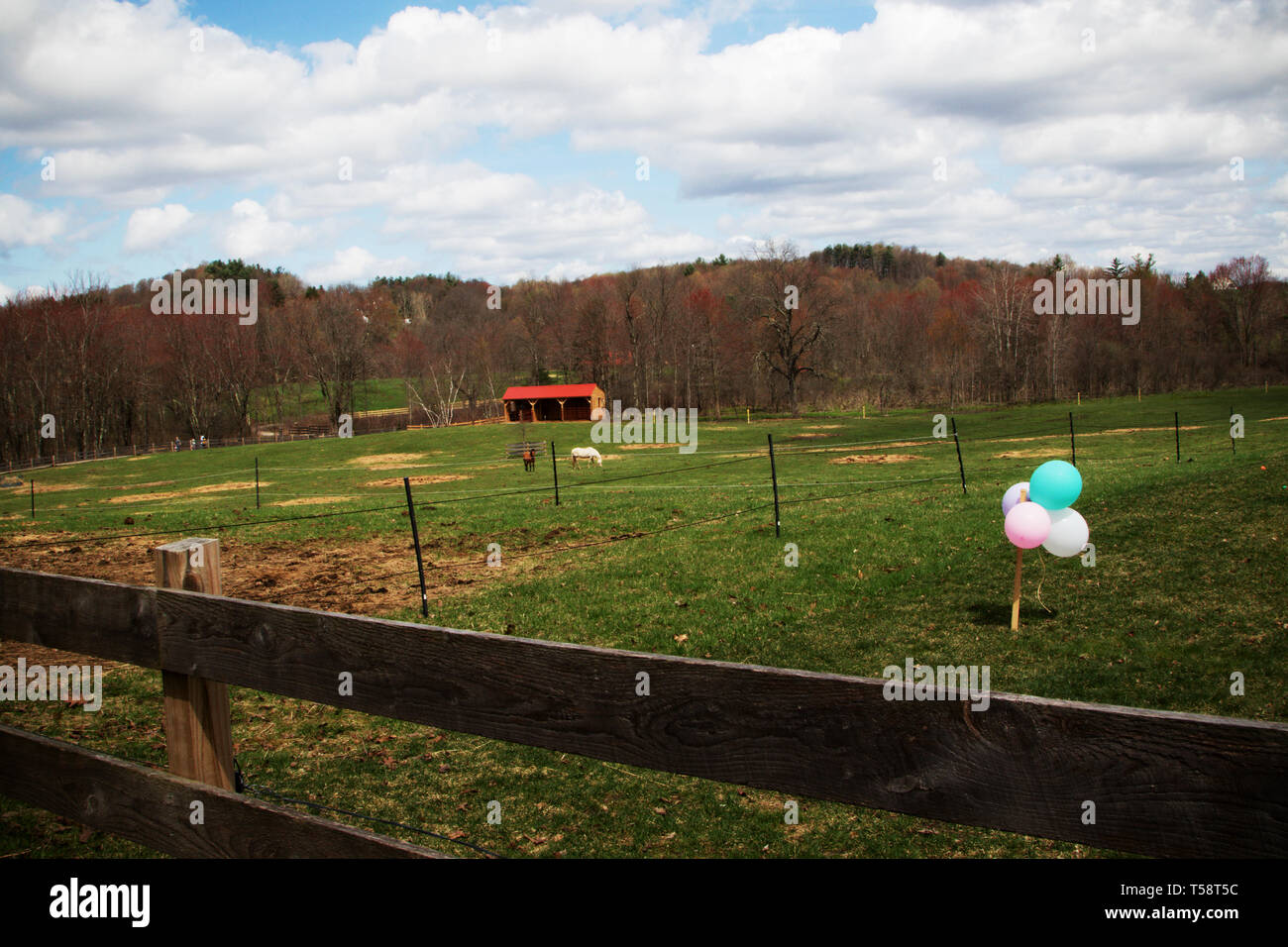 Juni Farm in New York Stockfoto