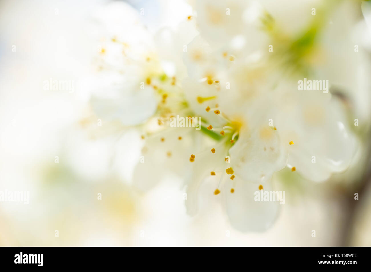 Wunderschöne weiße Blüte Blume, geringe Tiefenschärfe bokeh Shot, frisches Licht Frühling Hintergrund Stockfoto Wunderschöne weiße Blüte Blume, geringe Tiefenschärfe bokeh Shot, frisches Licht Frühling Hintergrund Stockfoto