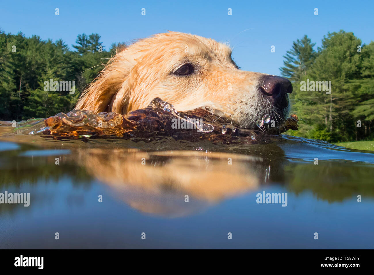 Golden Retriever Hund schwimmt im Teich und holt Stick. Stockfoto