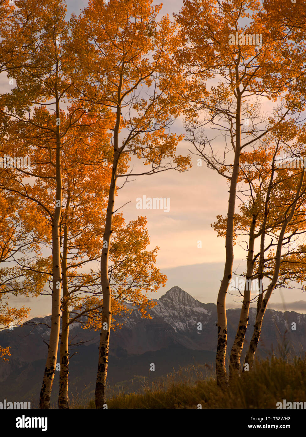 Durch Aspen Bäume Wilson an der Spitze in der Nähe von Telluride Colorado Stockfoto