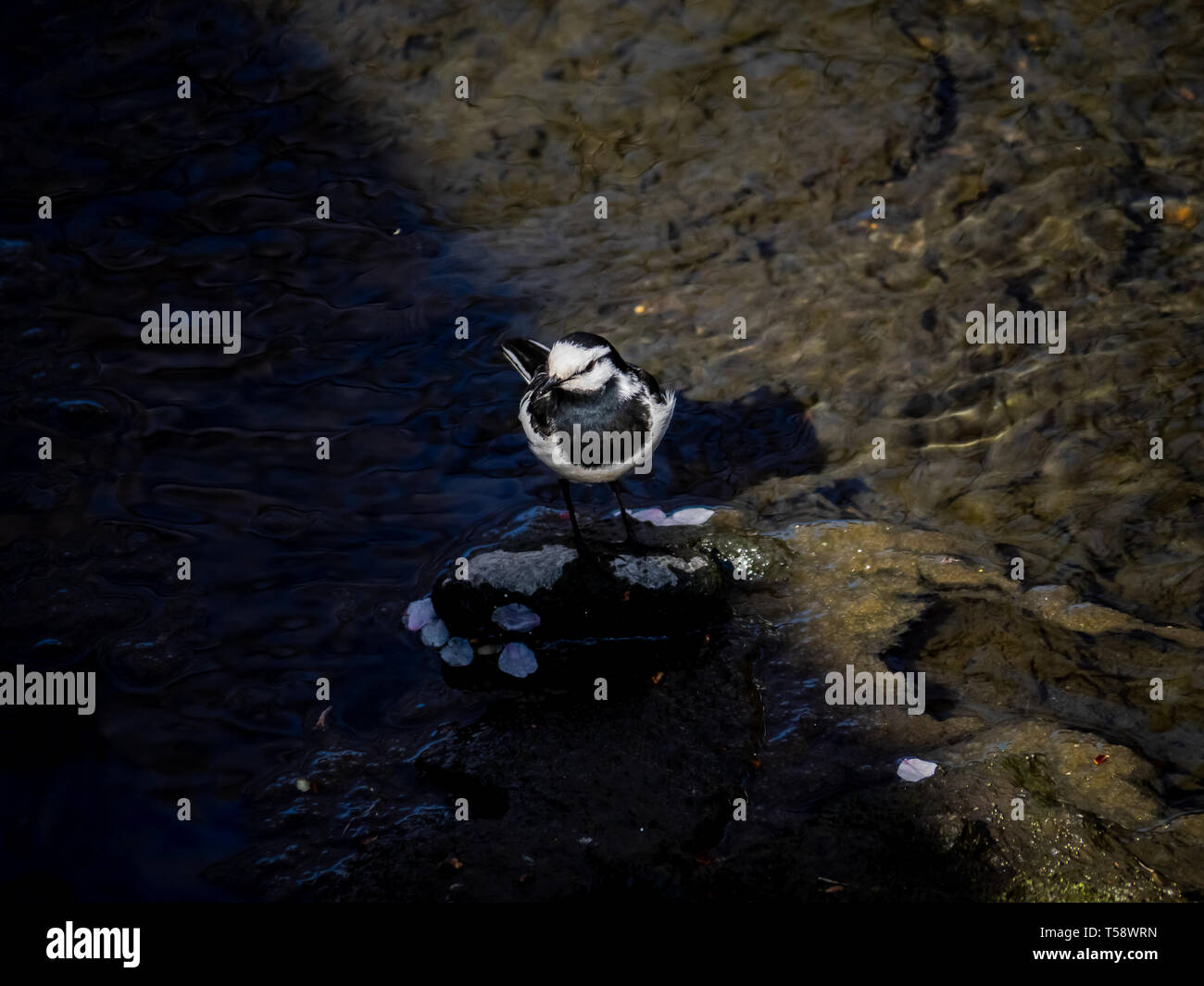 Ein japanischer black-backed Bachstelze, M. a. lugens, steht kurz in einem Fluss, während auf der Suche nach Nahrung. Diese bachstelze Unterarten können througho gefunden werden Stockfoto