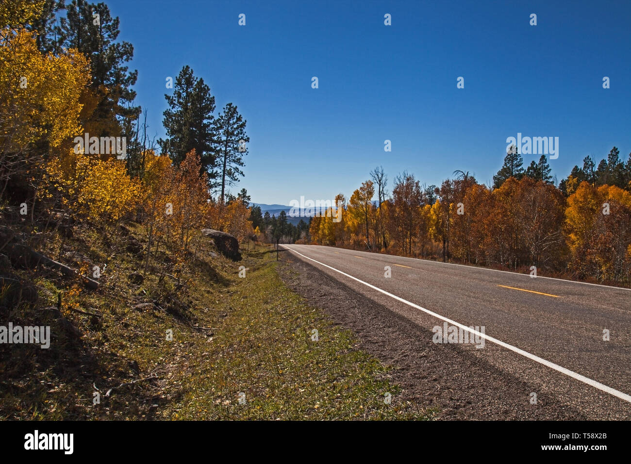 Quacking Aspen auf dem Scenic Byway 3 Stockfoto