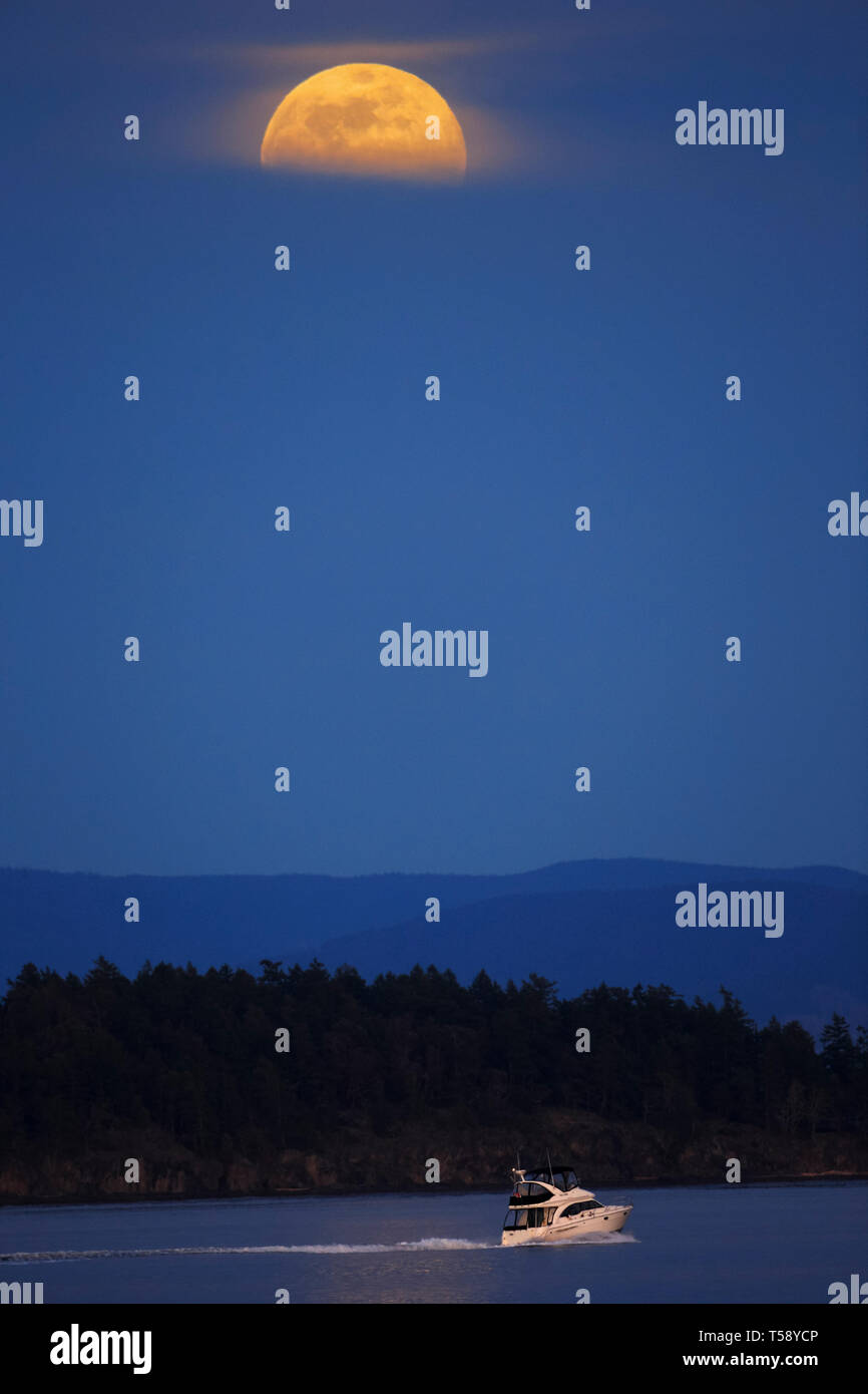 Supermoon bekannt auch als Worm Moon Rising mit Sportbooten im Vordergrund in der Dämmerung - Sidney, British Columbia, Kanada. Stockfoto