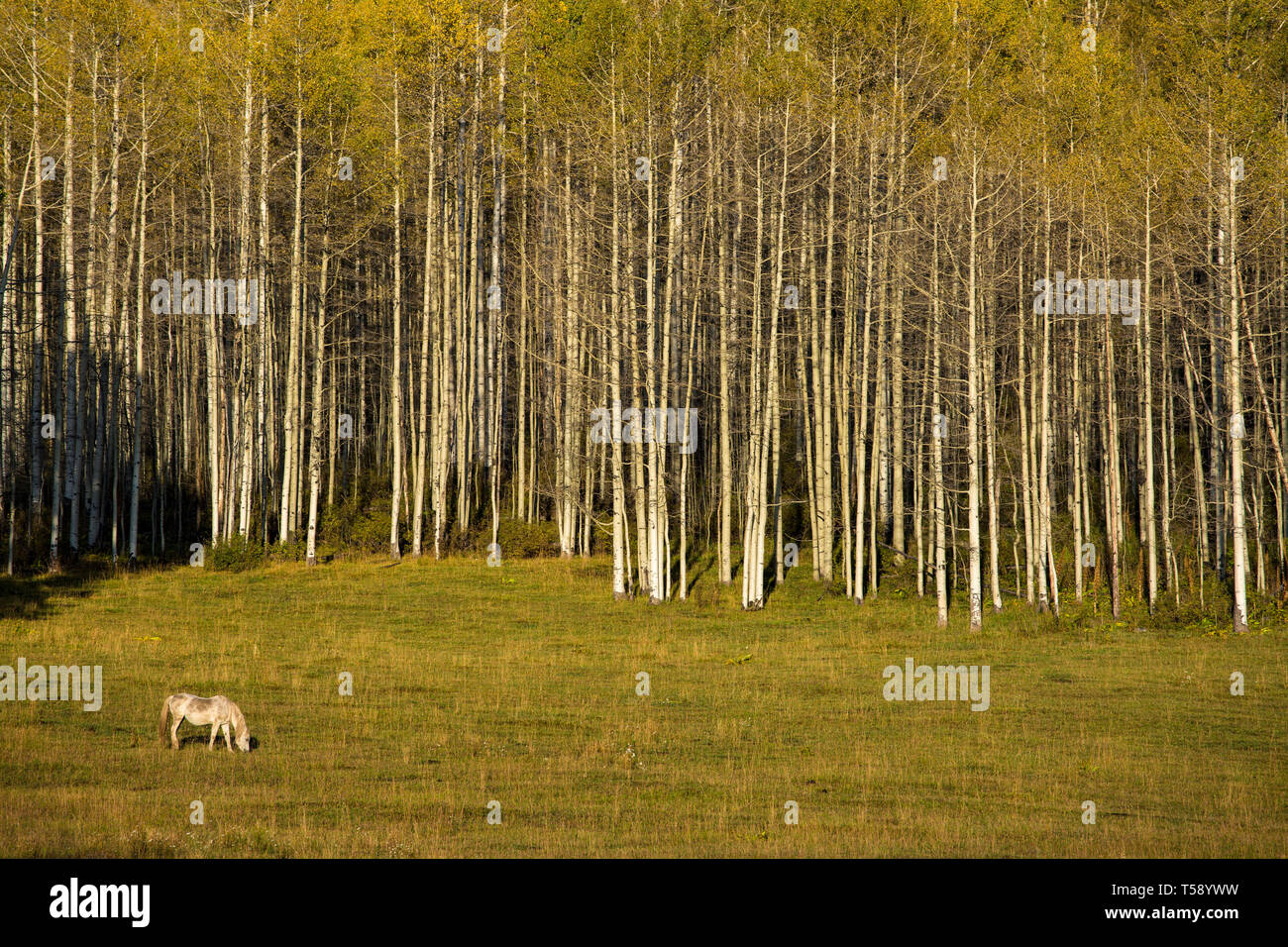 Pferd weiden gegen Aspen Bäume in der nähe von Durango, Colorado Stockfoto