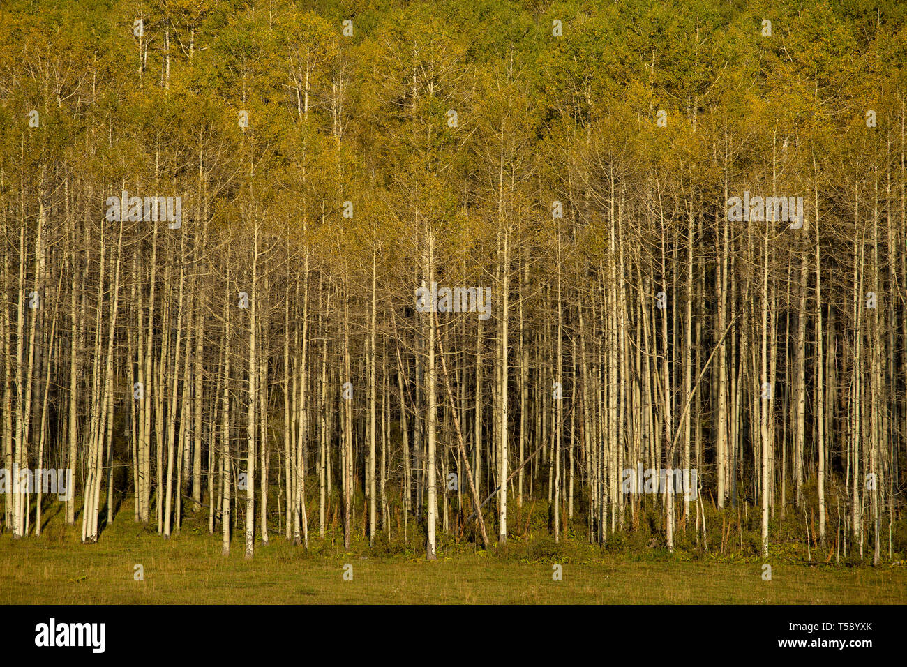 Aspen Bäume in der nähe von Durango, Colorado Stockfoto